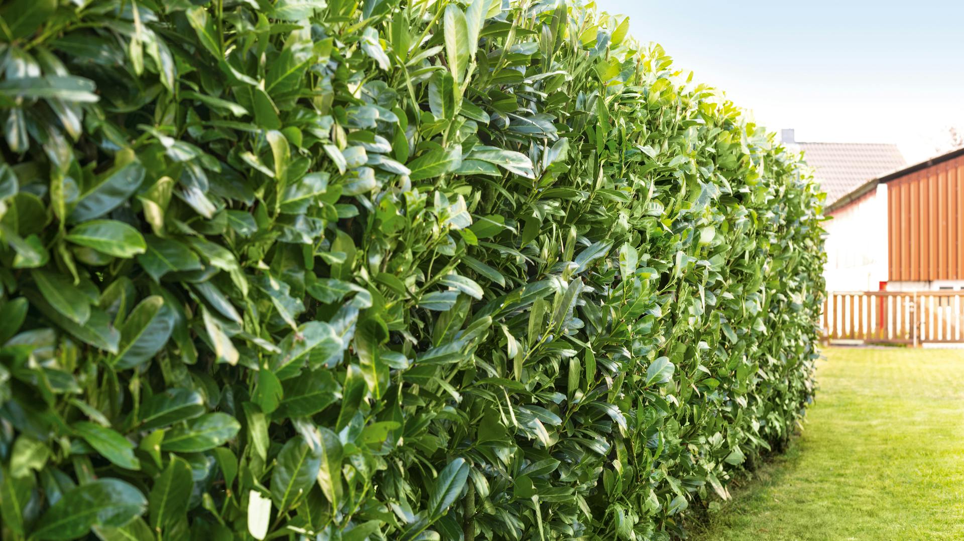 Kirschlorbeerhecke