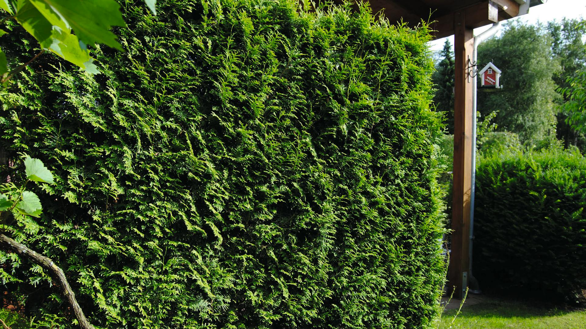 Foto einer Thujahecke hinter einer Terrasse.