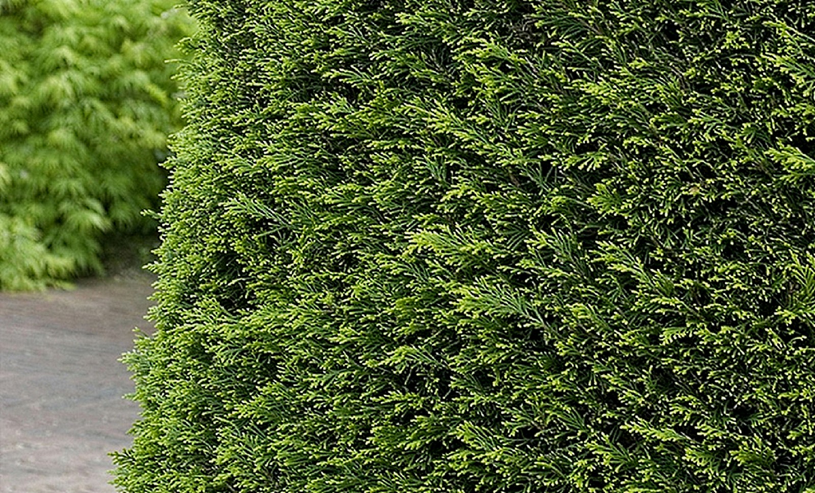 Heckenarten Ratgeber und Tipps zur Pflanzung OBI