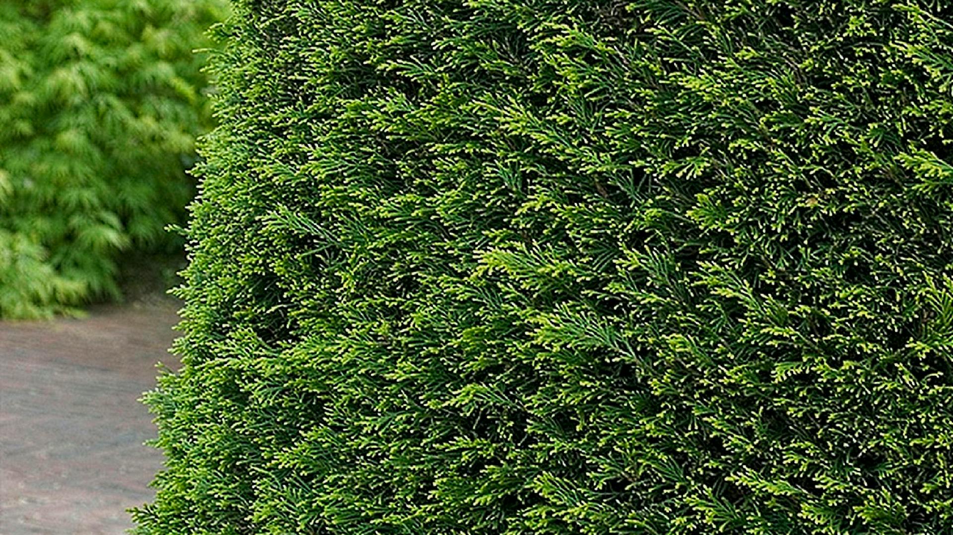 Foto einer grünen Zypressenhecke.