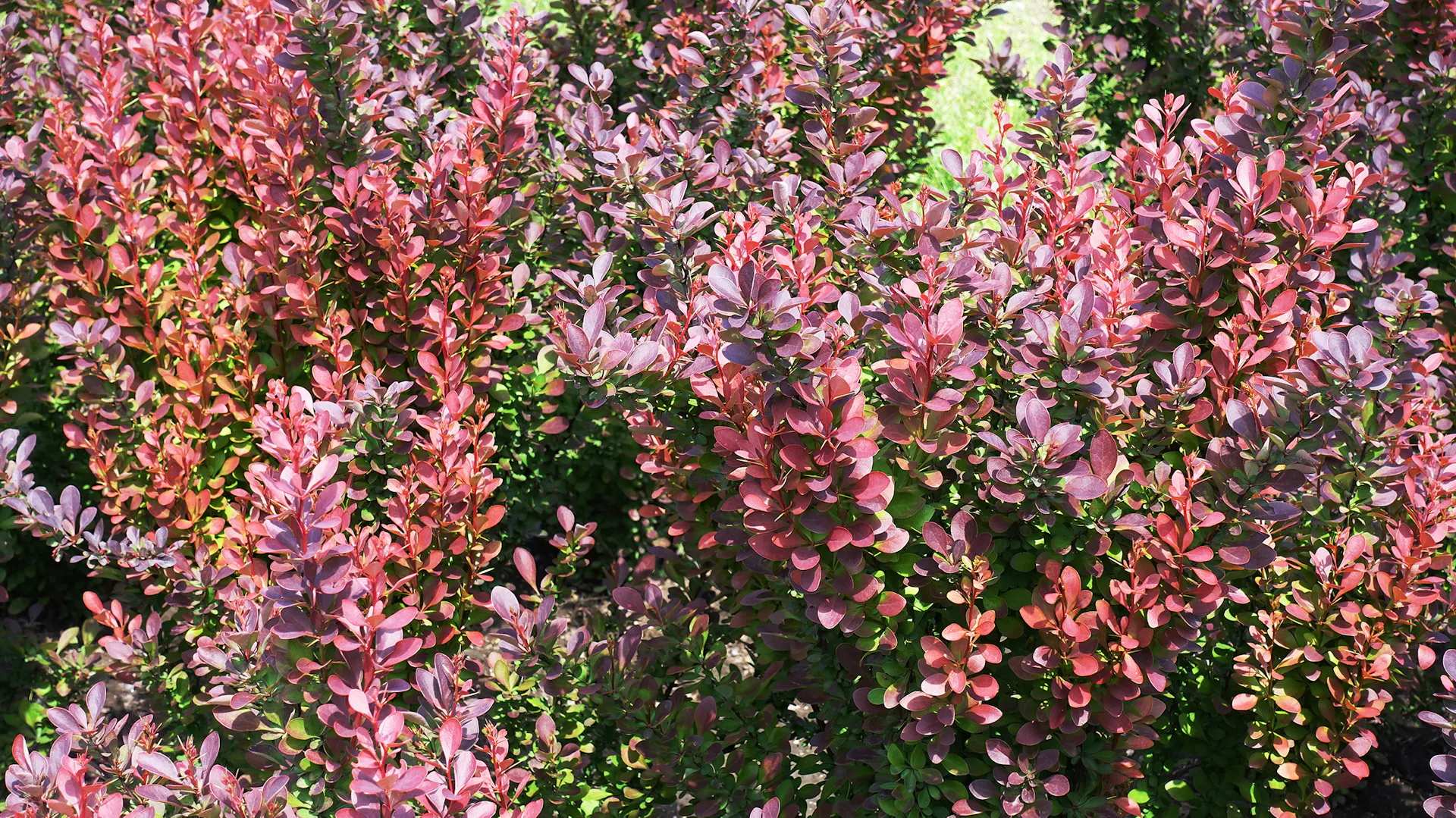 Hecke Berberitze