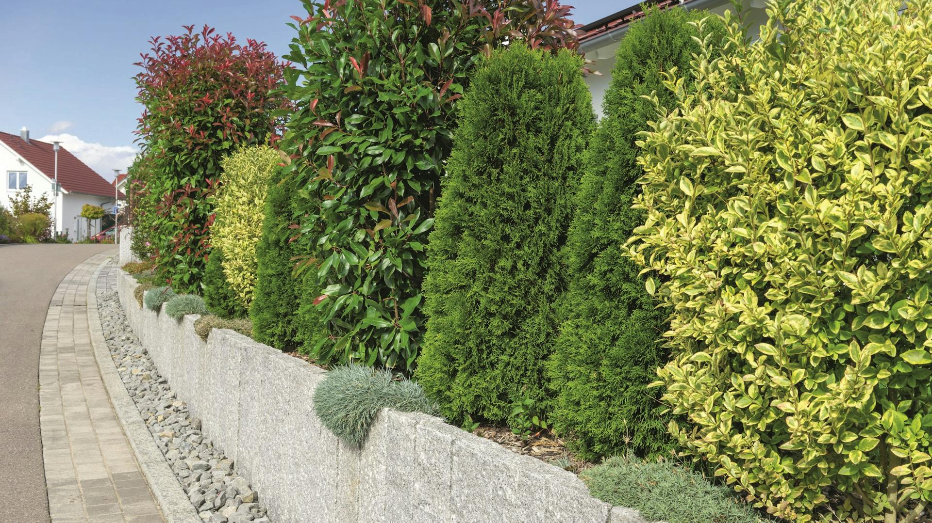 Foto einer Hecke, die aus verschiedenen Sorten von Heckenpflanzen besteht.