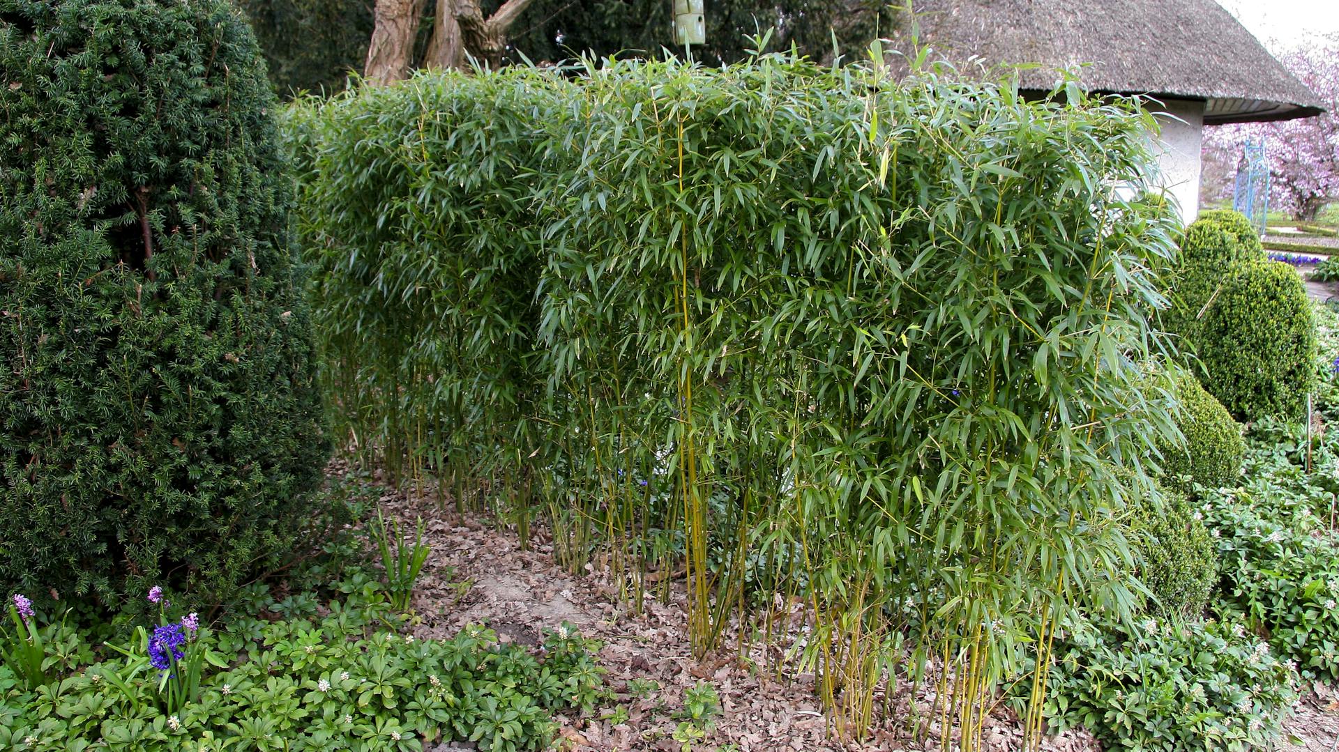 Bambushecke als Sichtschutz im Garten