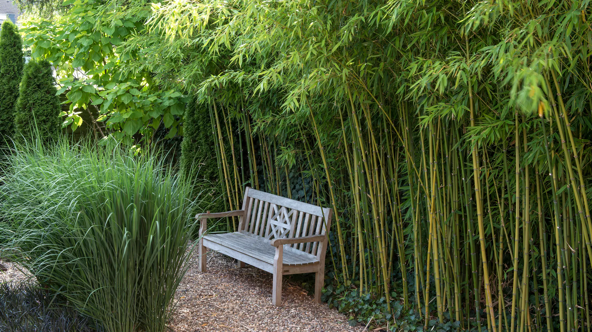 Panchina di fronte a un'alta siepe di bambù in giardino