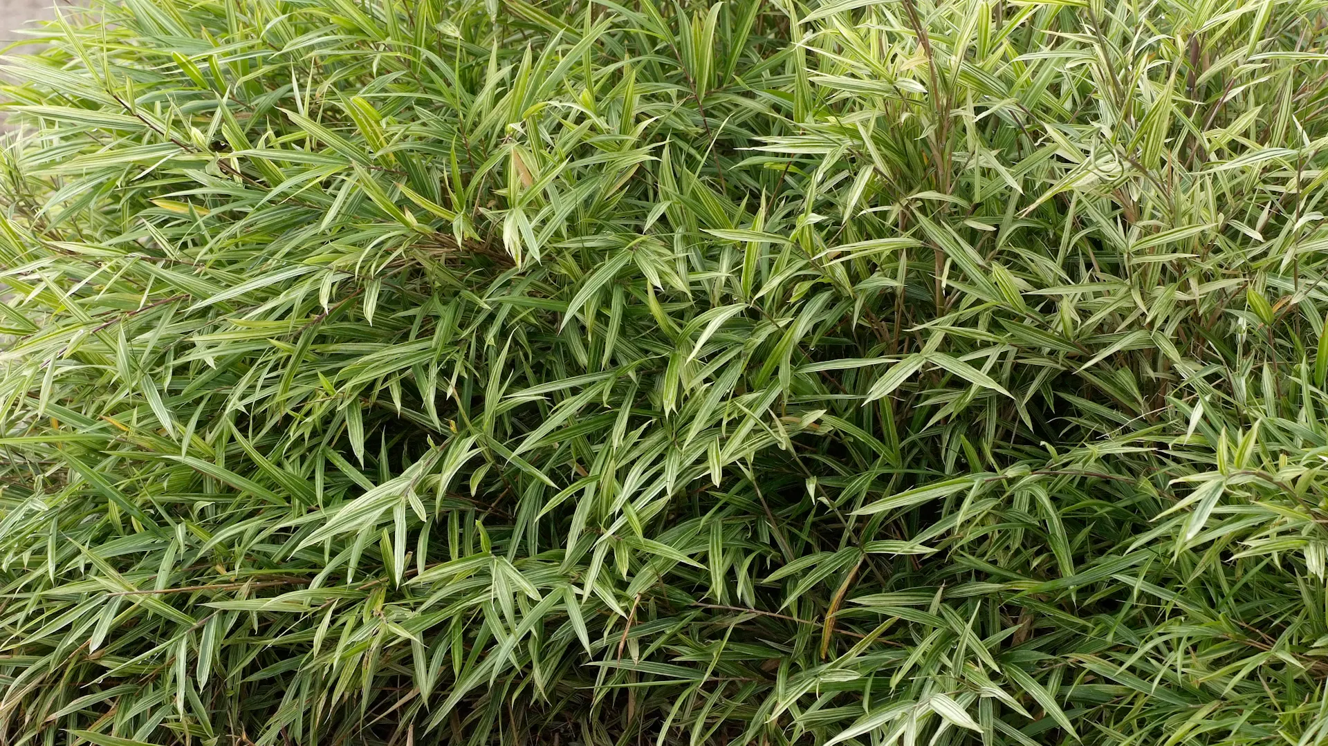 Fitta siepe di bambù nel giardino