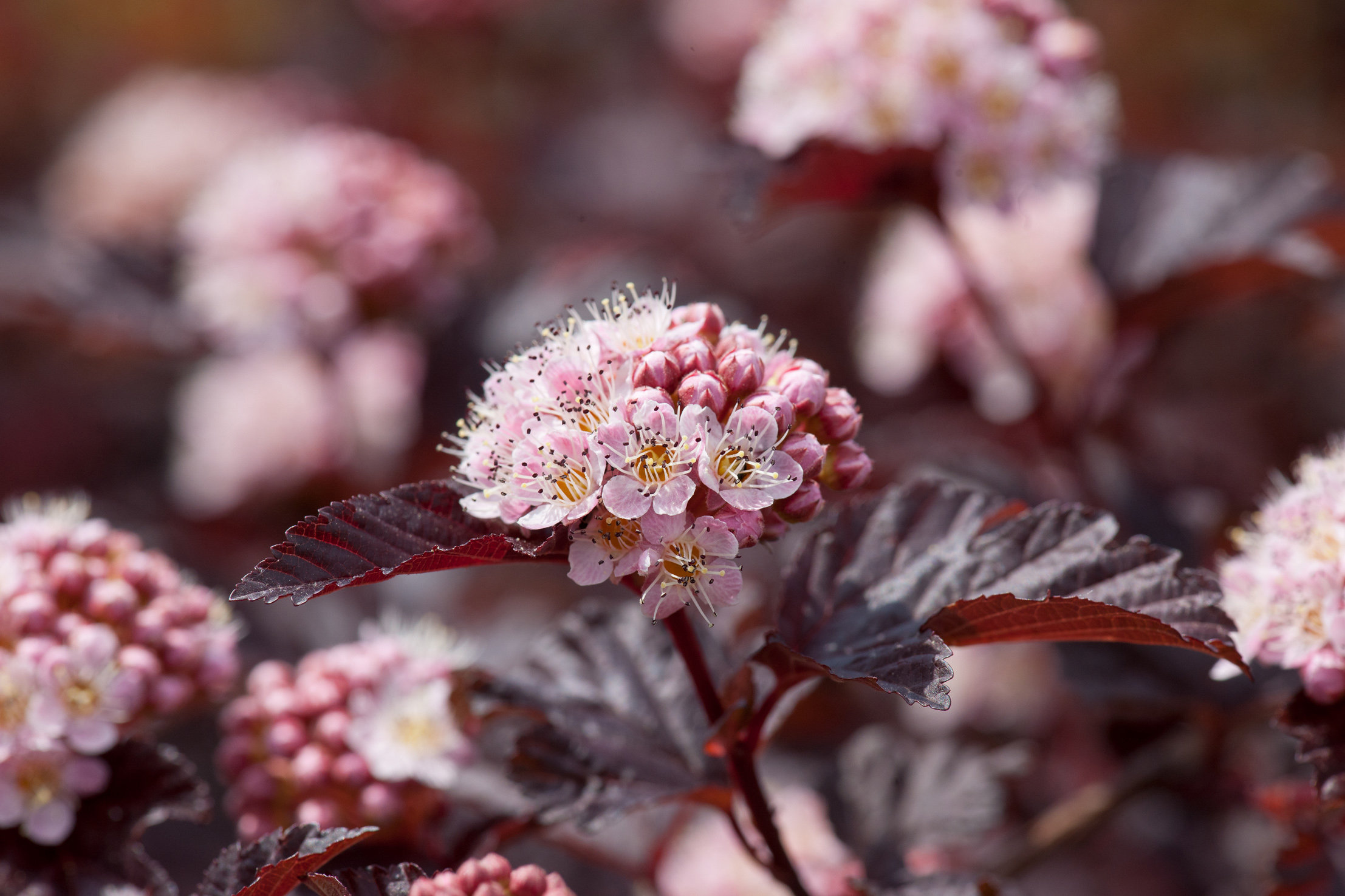 Fisocarpo con foglie scure e fiori rosa. 