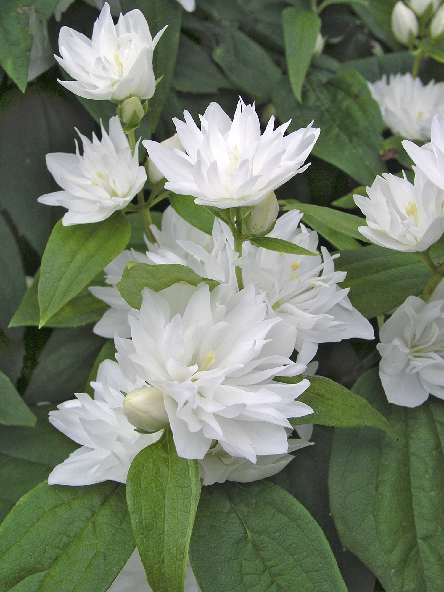 Gelsomino da giardino con fiori bianchi. 
