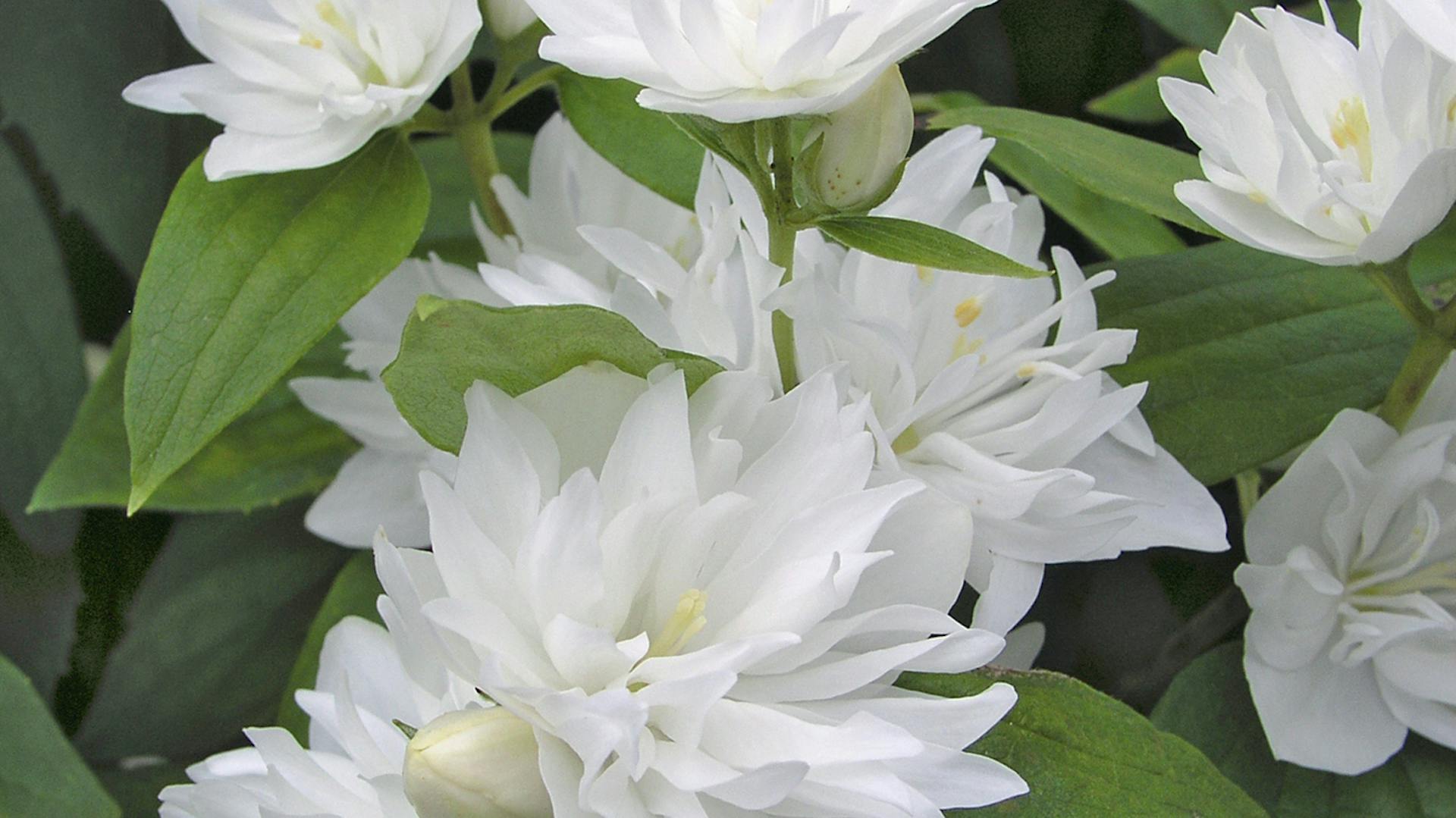 Gartenjasmin mit weißen Blüten. 