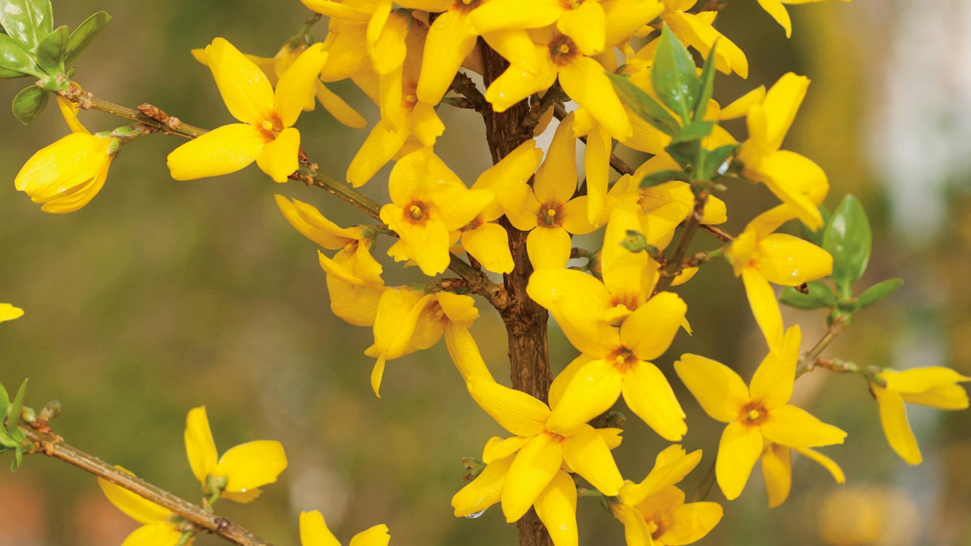 Goldrausch, ein Forsythienstrauch mit gelben Blüten.