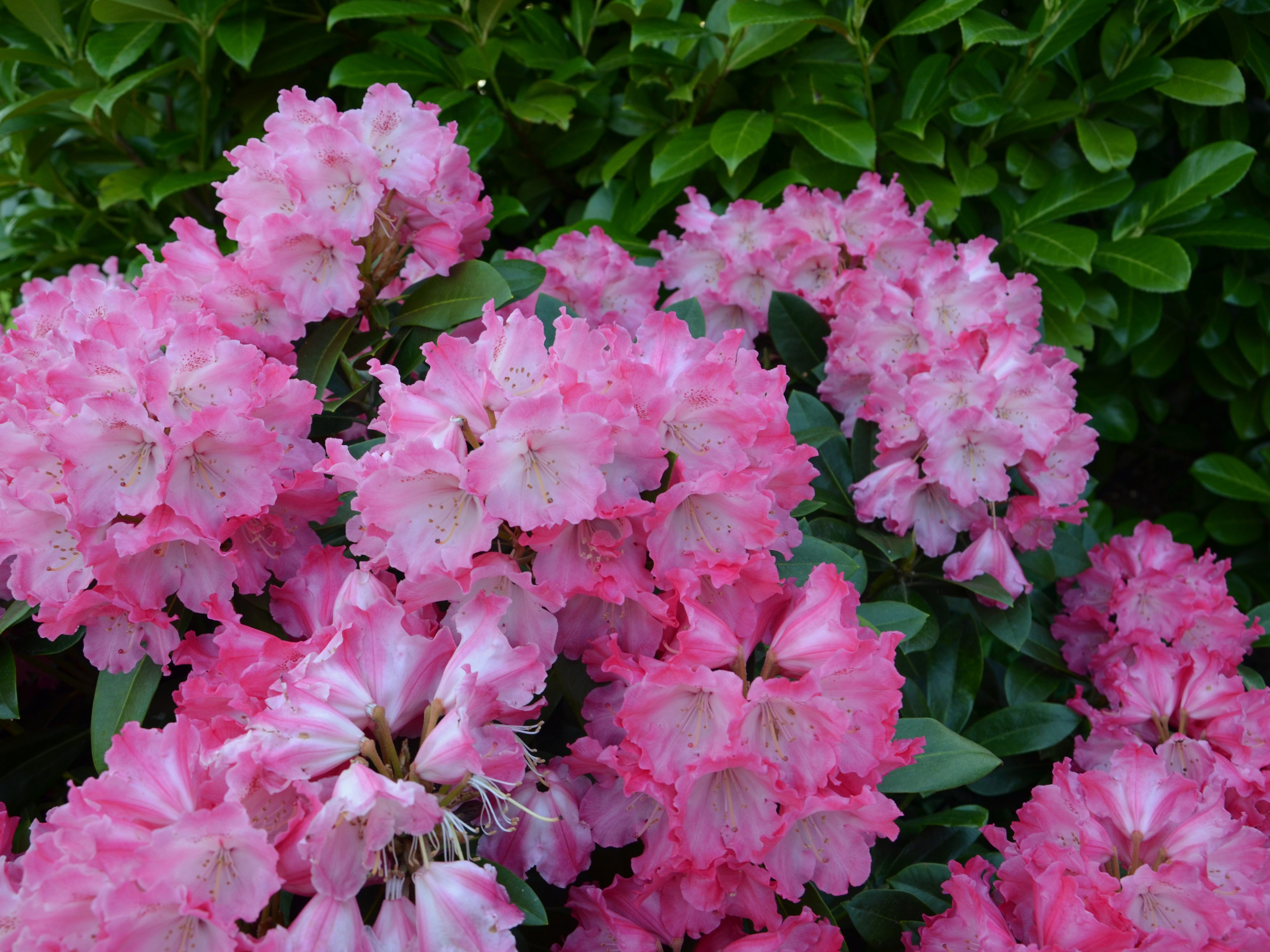 Rododendro con splendidi fiori e foglie verdi.