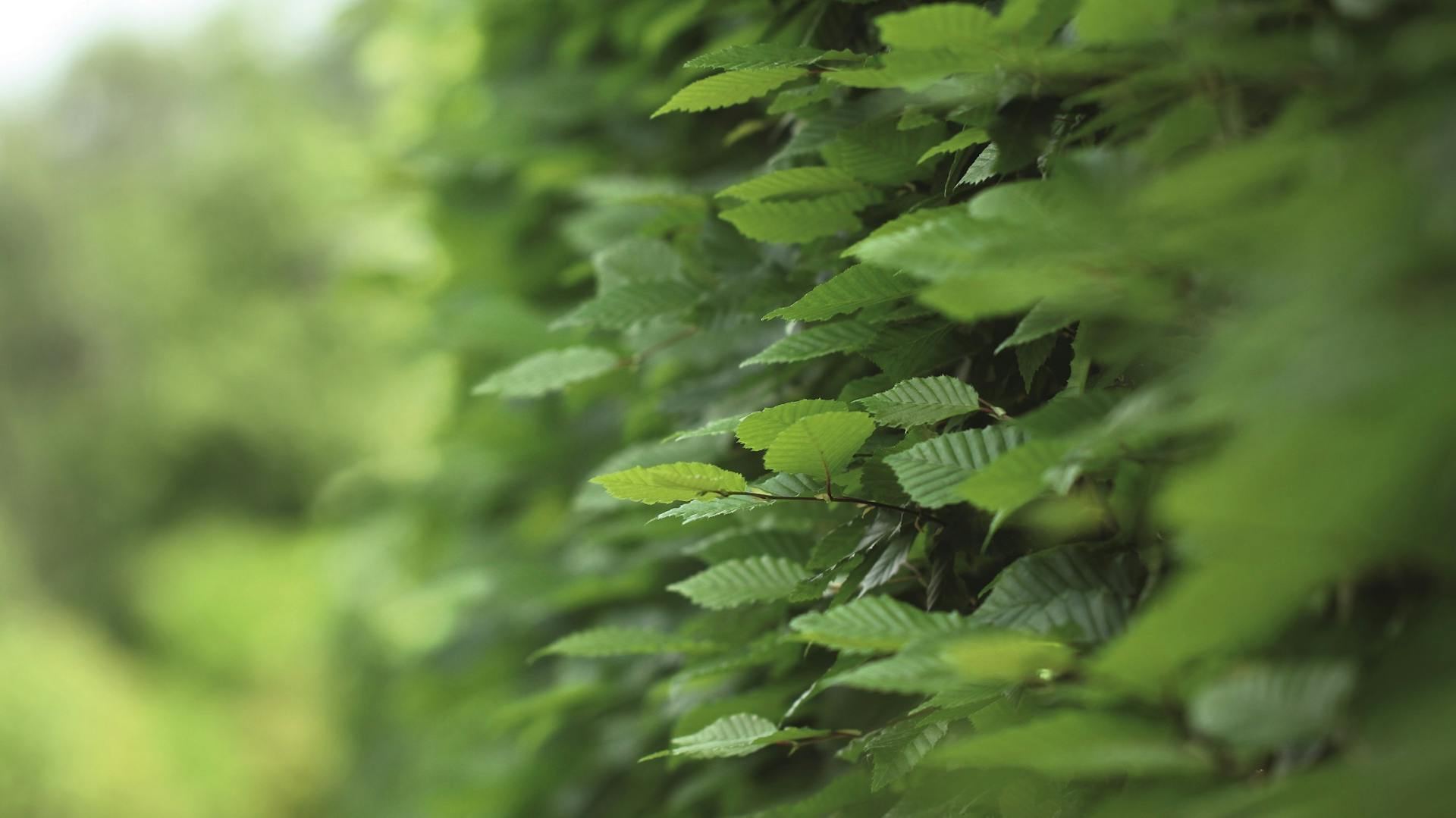 Nahaufnahme einer Laub-Hecke