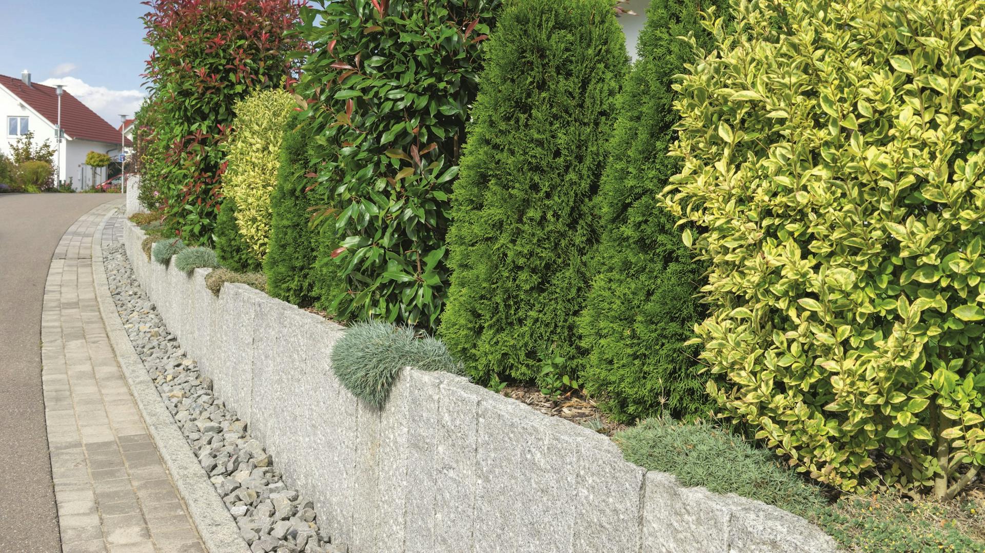 Hecke aus verschiedenen Heckenpflanzen