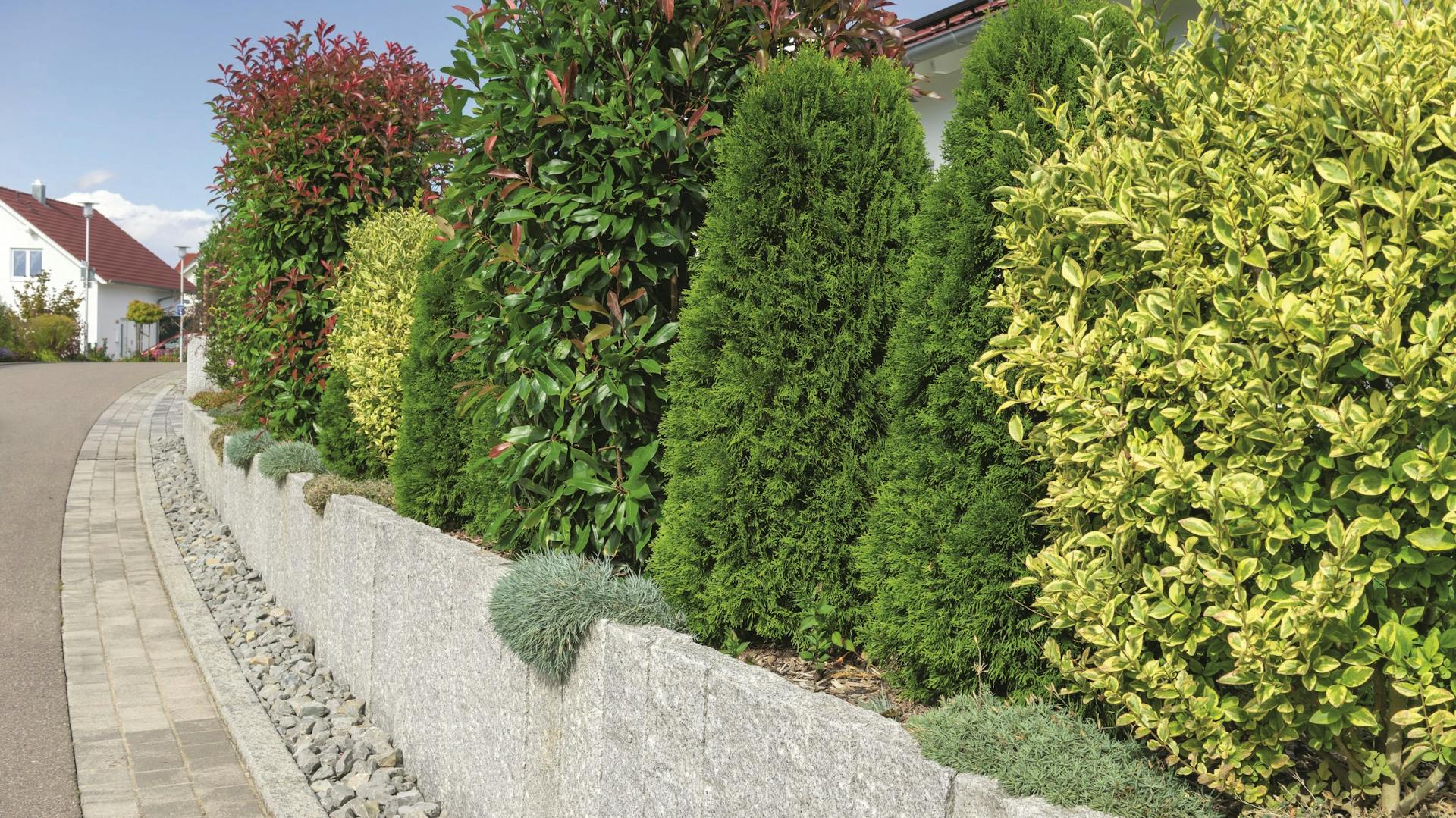 Hecke aus verschiedenen Heckensorten mit verschiedenen Ansprüchen an Dünger an Straße