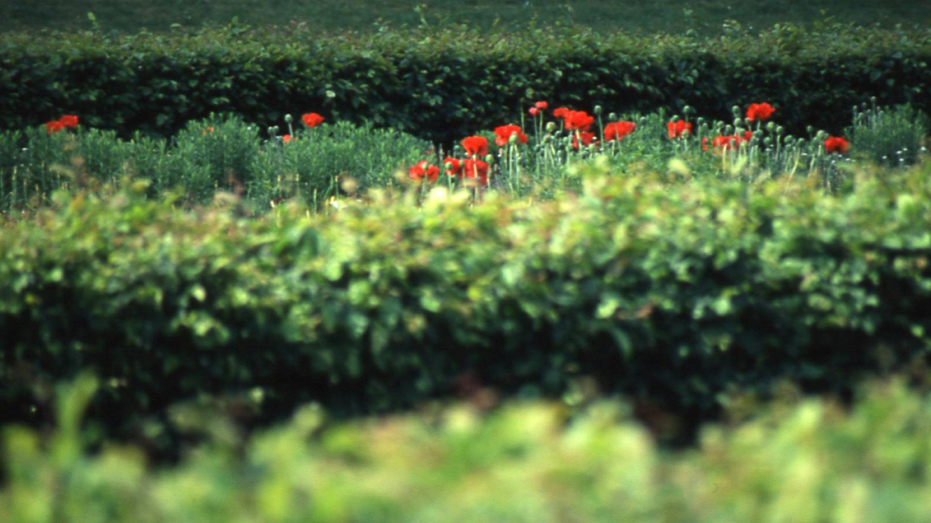 Hecke mit blühendem Mohn im Hintergrund