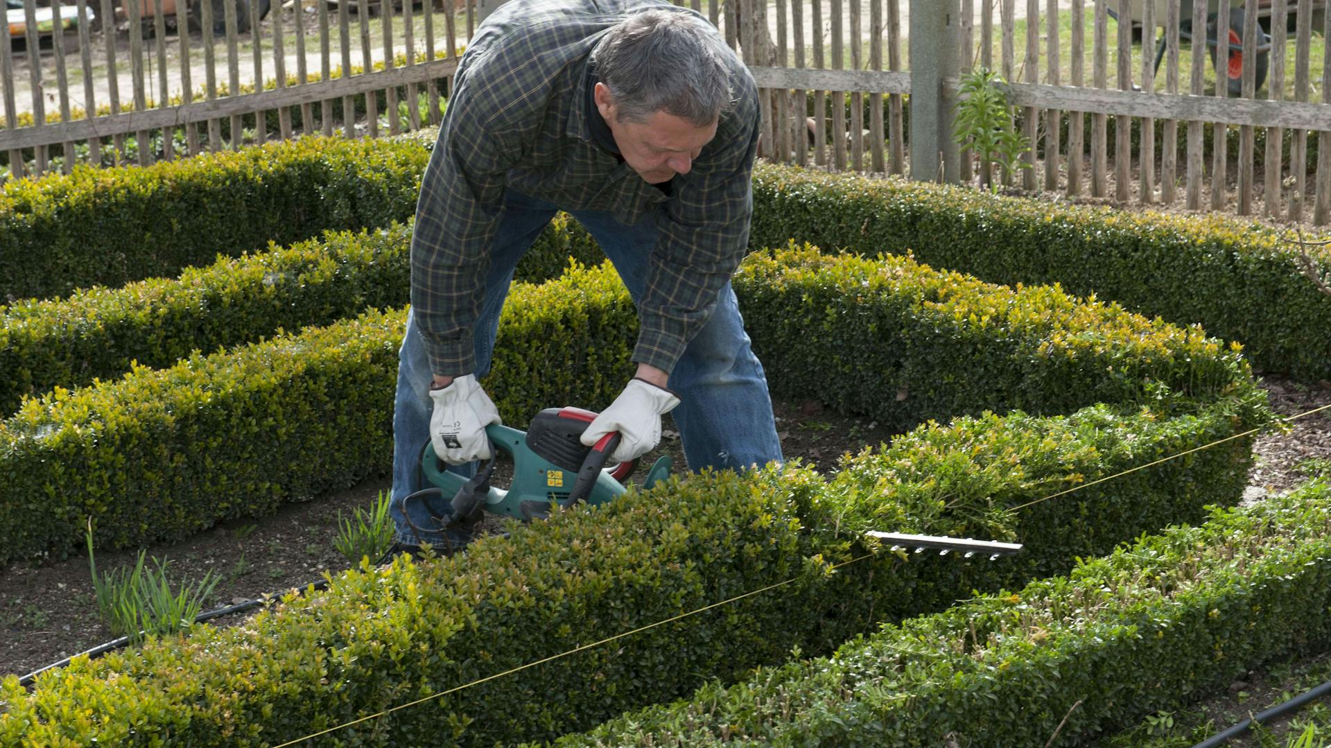 Ein Mann stutzt eine kniehohe Hecke.