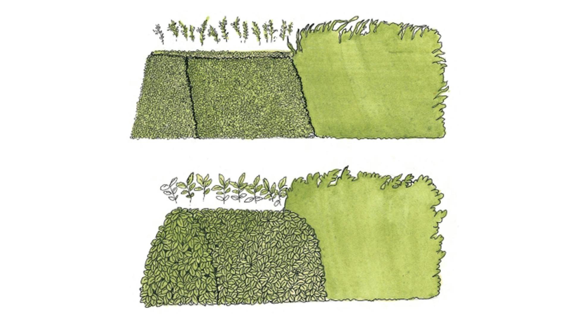 Il disegno mostra il taglio corretto di siepi di forma trapezoidale.