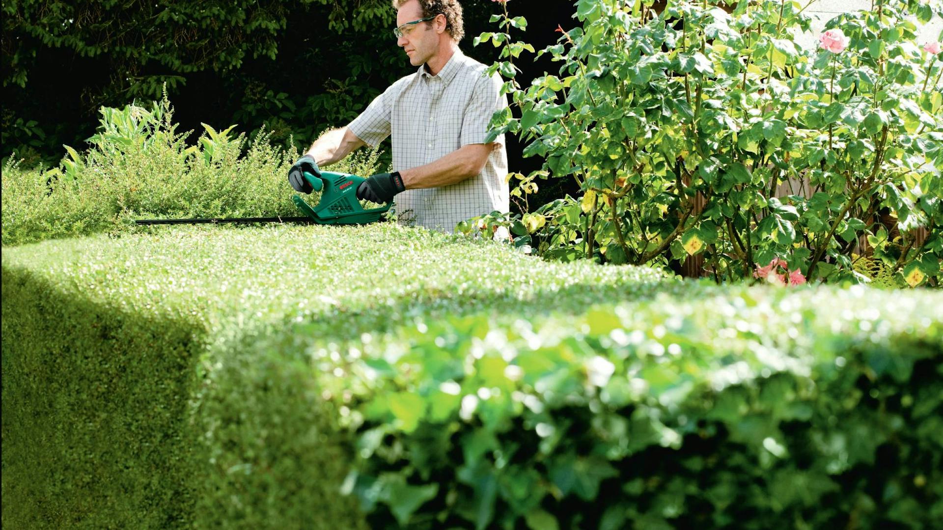 Záhradník zastriháva živý plot elektrickými nožnicami na živý plot.