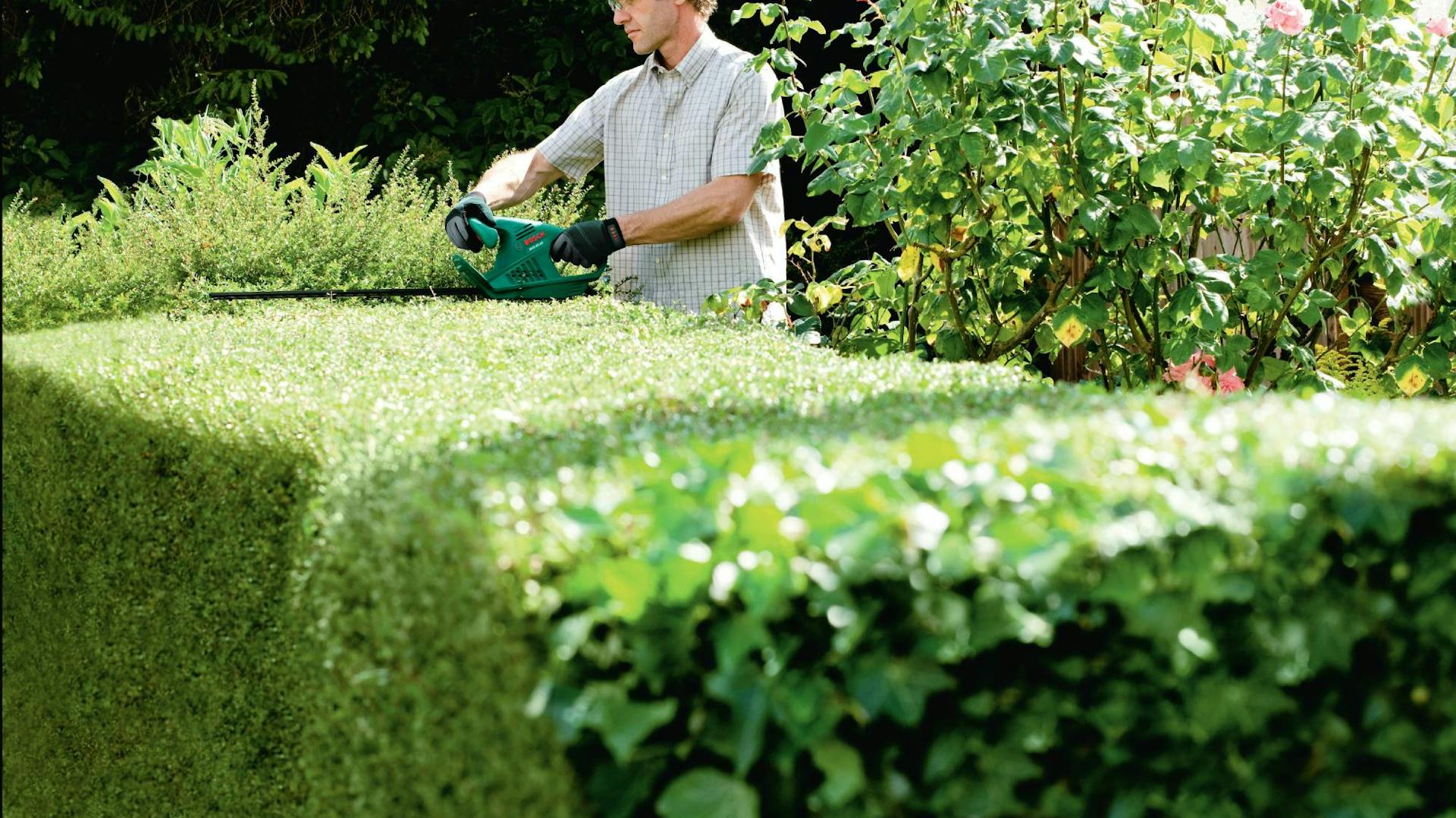 Mann schneidet Hecke mit Heckenschere