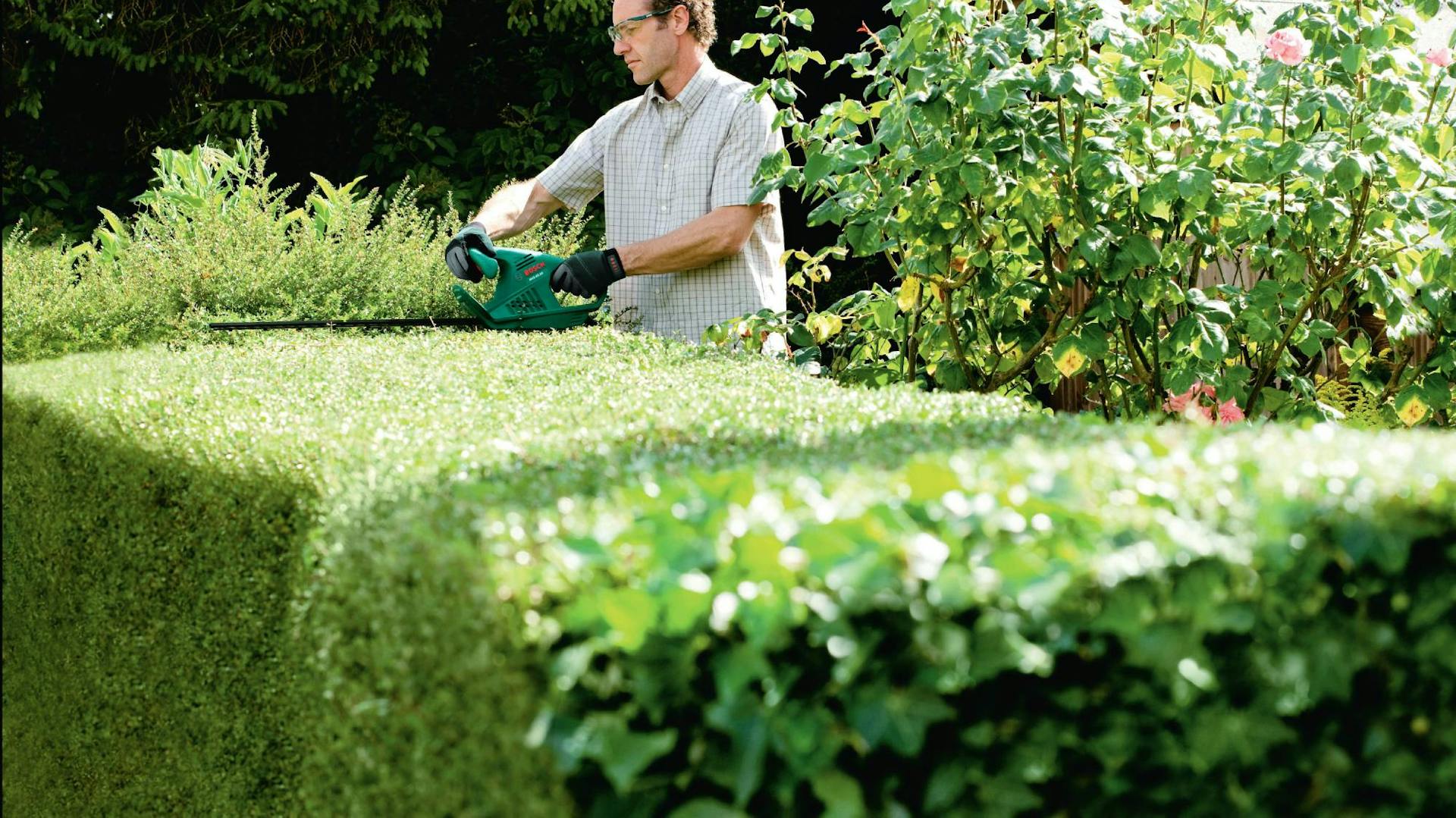 Mann schneidet Hecke mit Elektro-Heckenschere.