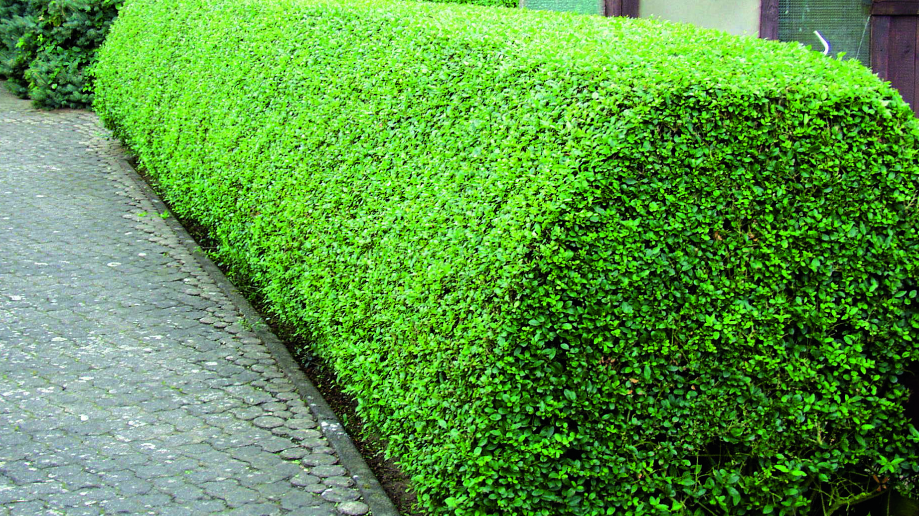 Hecke richtig schneiden Tipps zum Heckenschnitt OBI