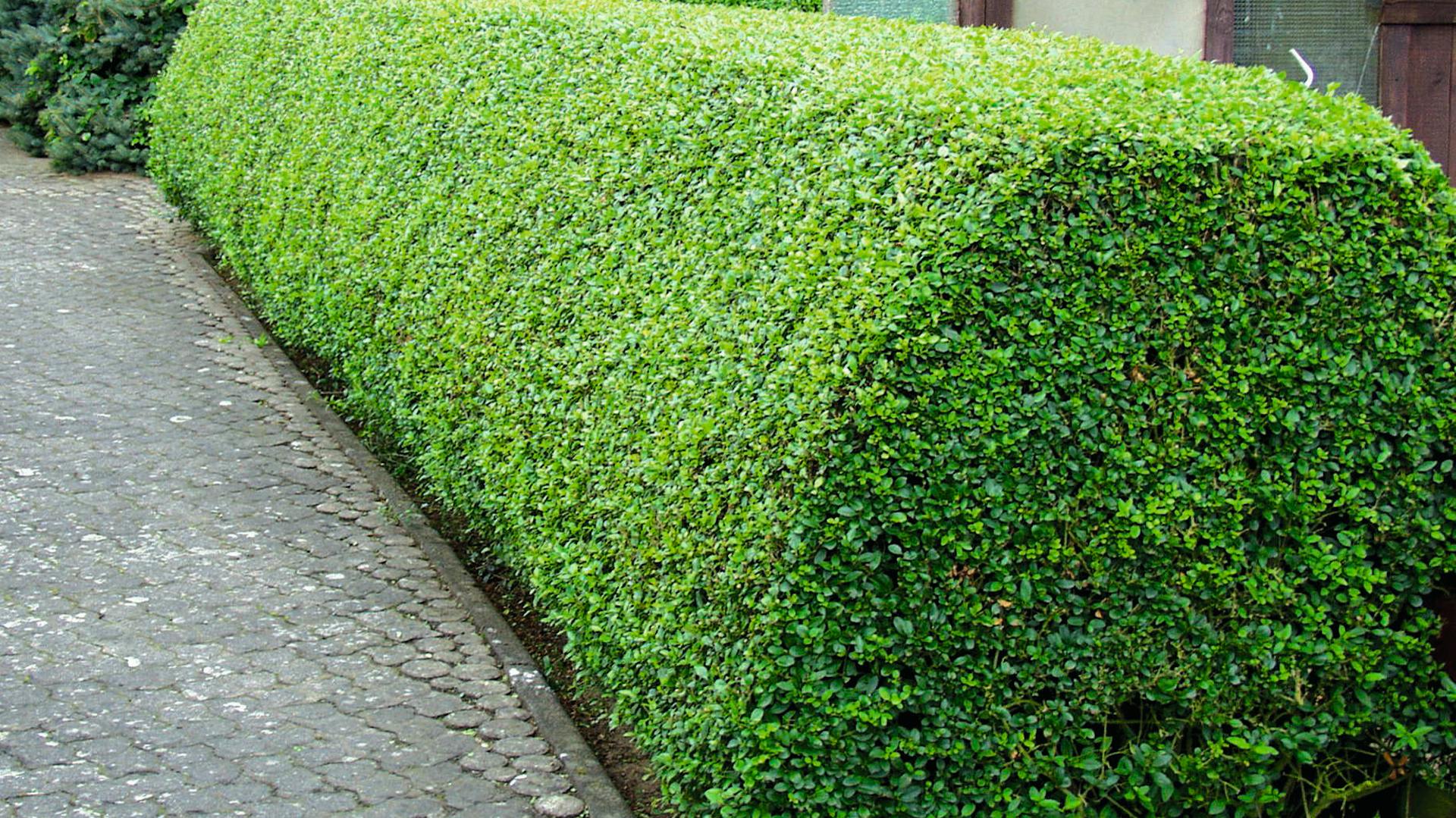 Taglio di siepi a forma trapezoidale sull'esempio di una siepe di ligustro.