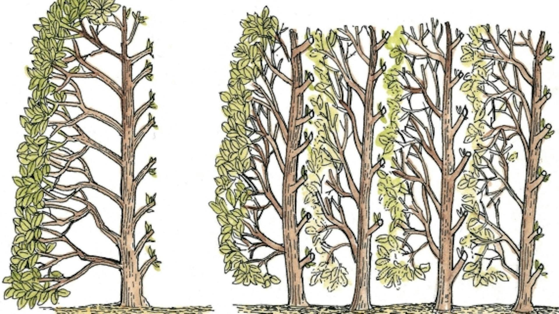 Un disegno mostra la crescita della siepe. La potatura rende la siepe più fitta.