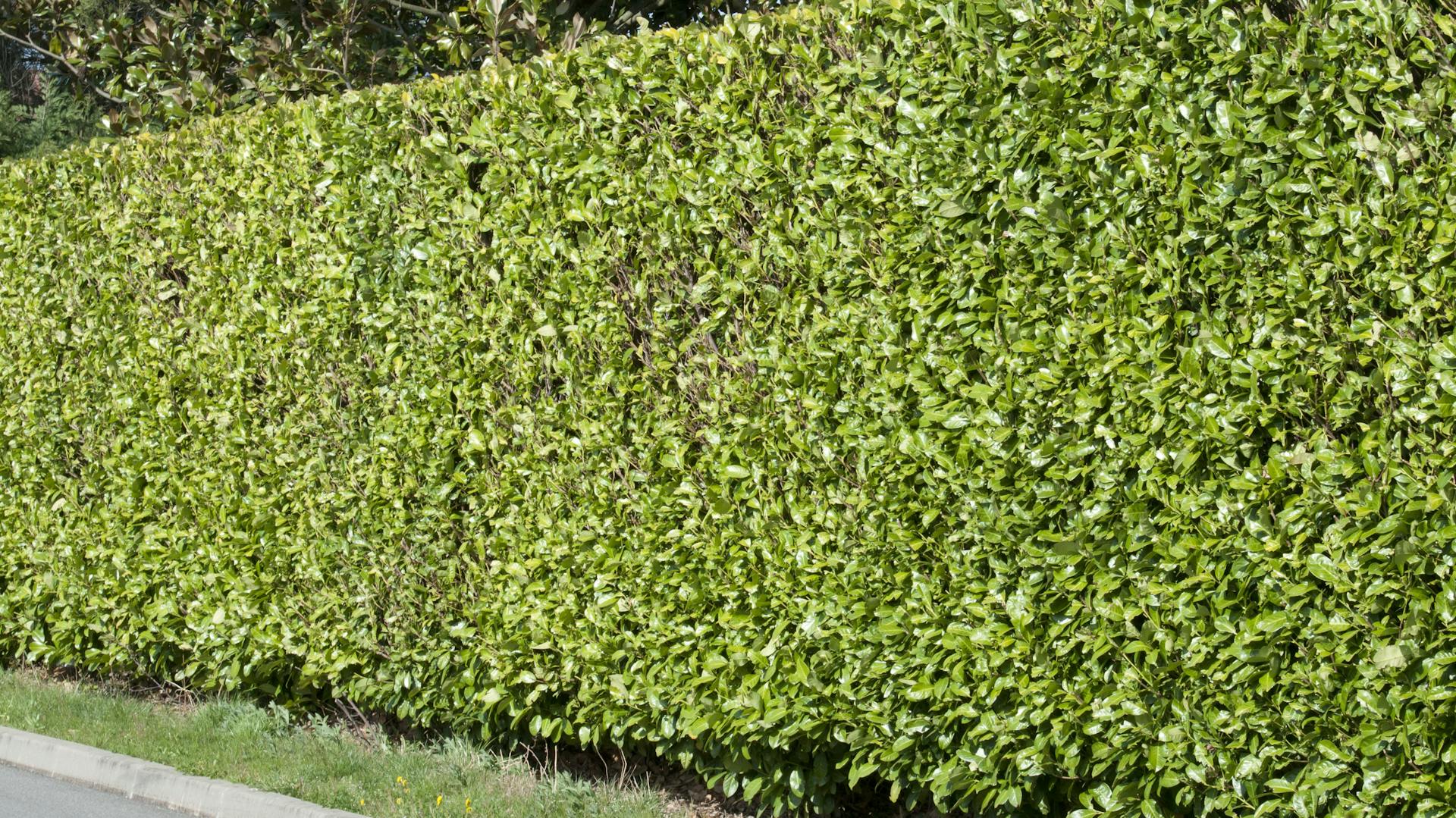 Immergrüne Hecke an einer Grundstücksgrenze.
