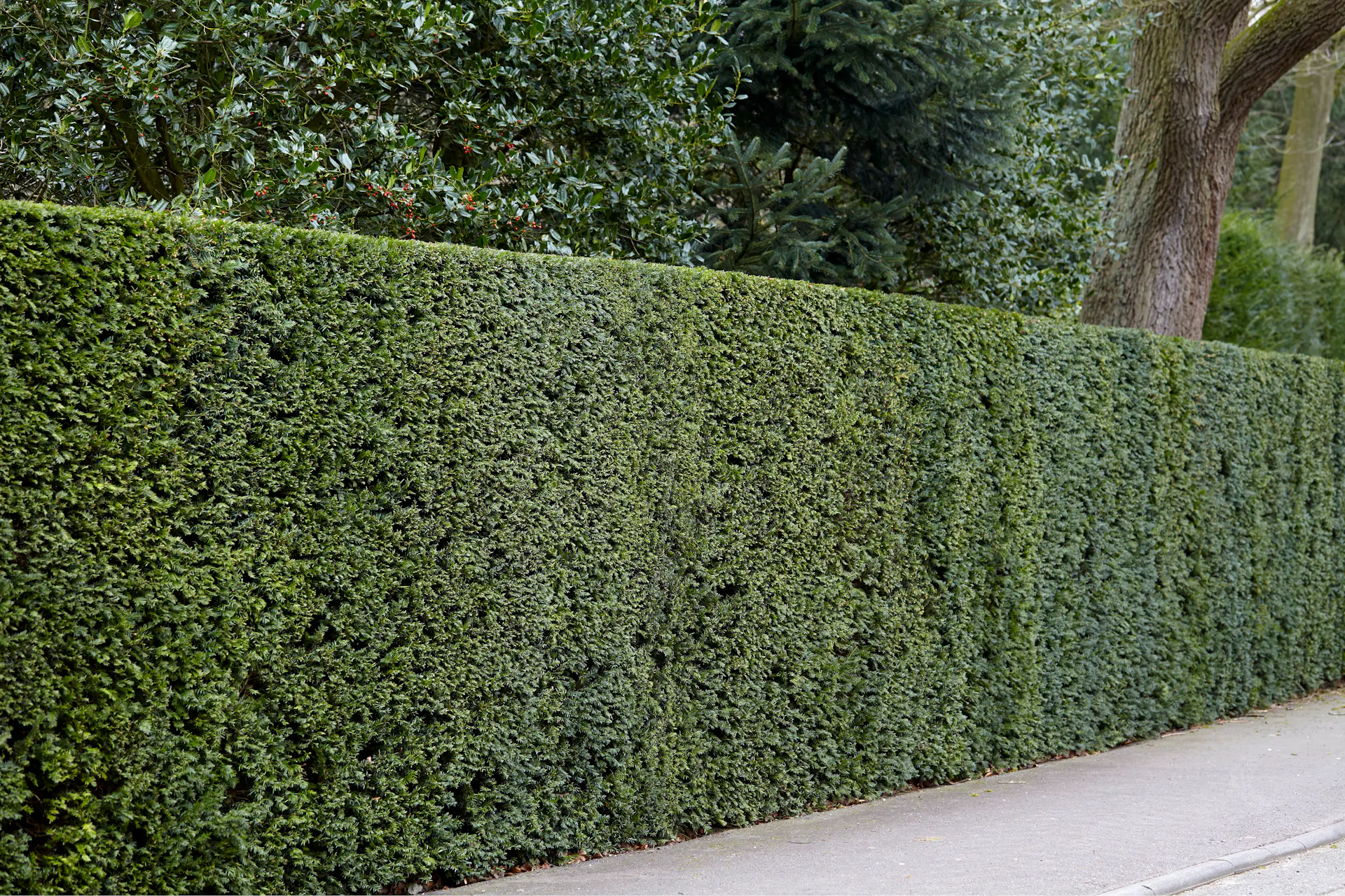 Örökzöld sövény tiszafából