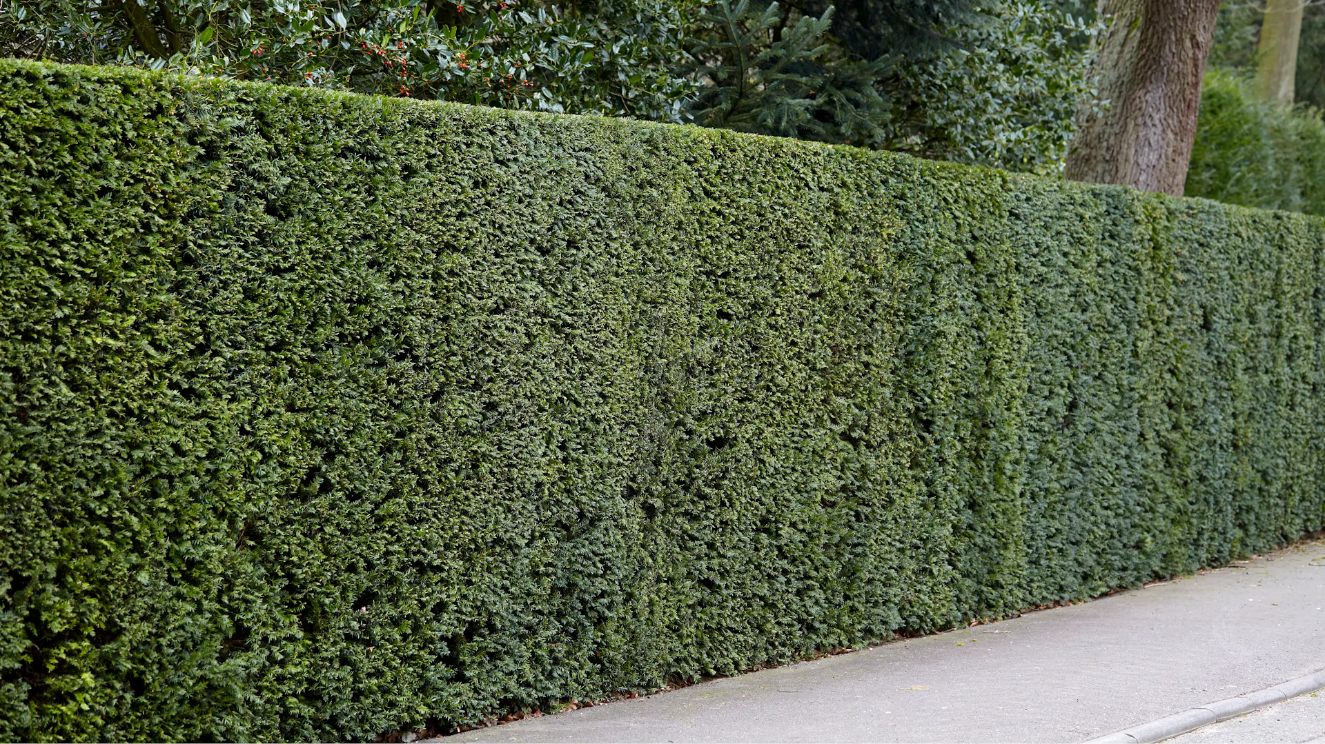 Immergrüne Hecke aus Eibe
