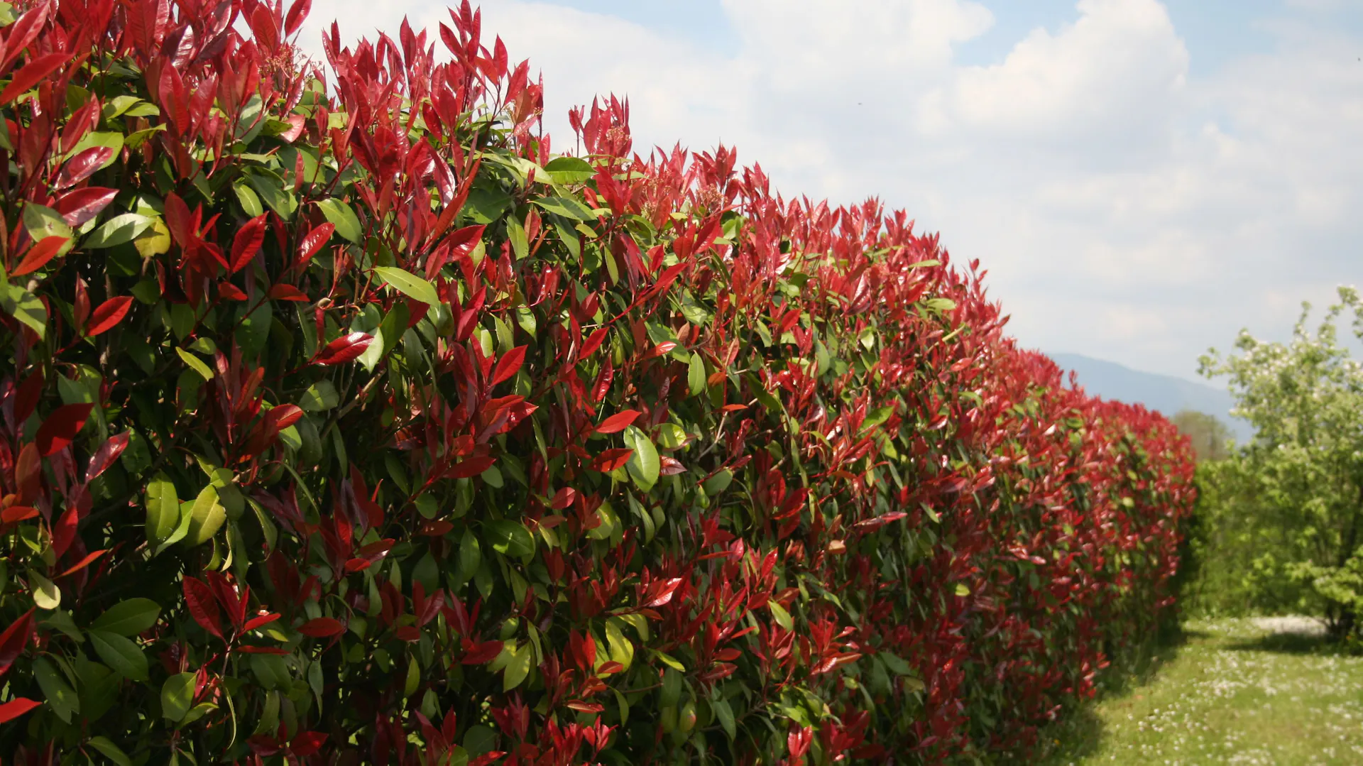 Sövény vörös levelű korallberkenyéből.