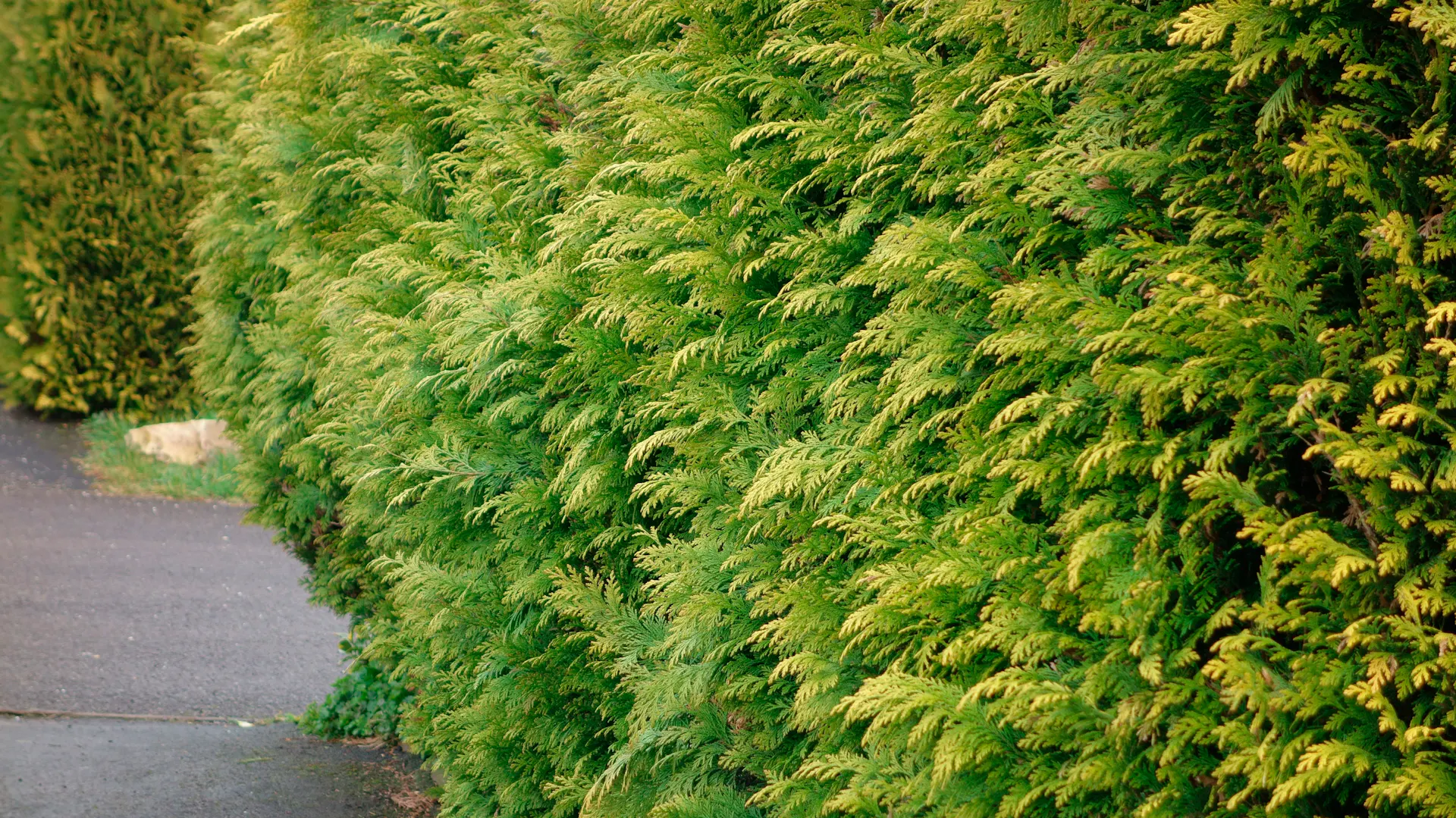 Hamisciprus sövény