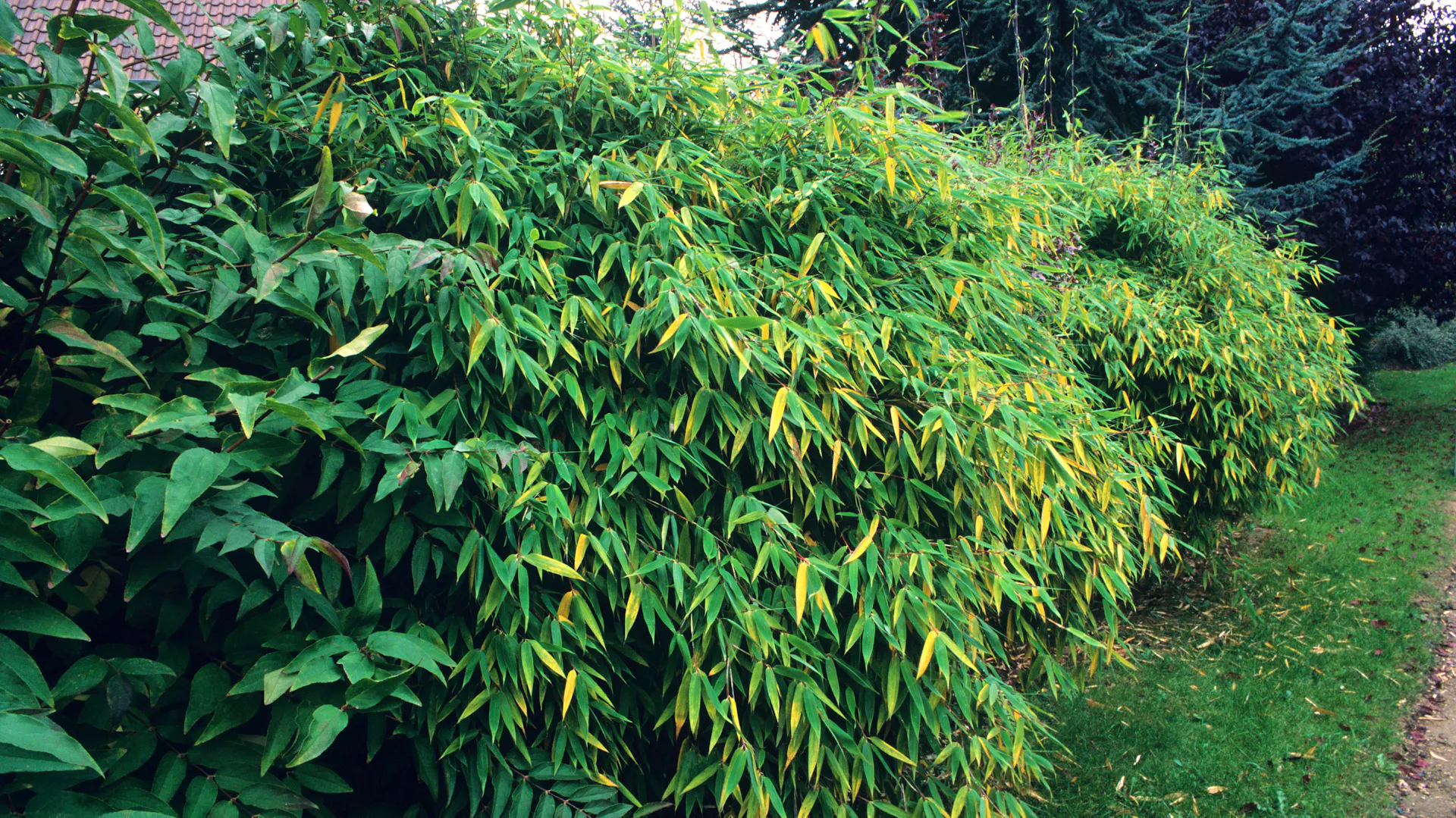Örökzöld bambusz sövény a kertben