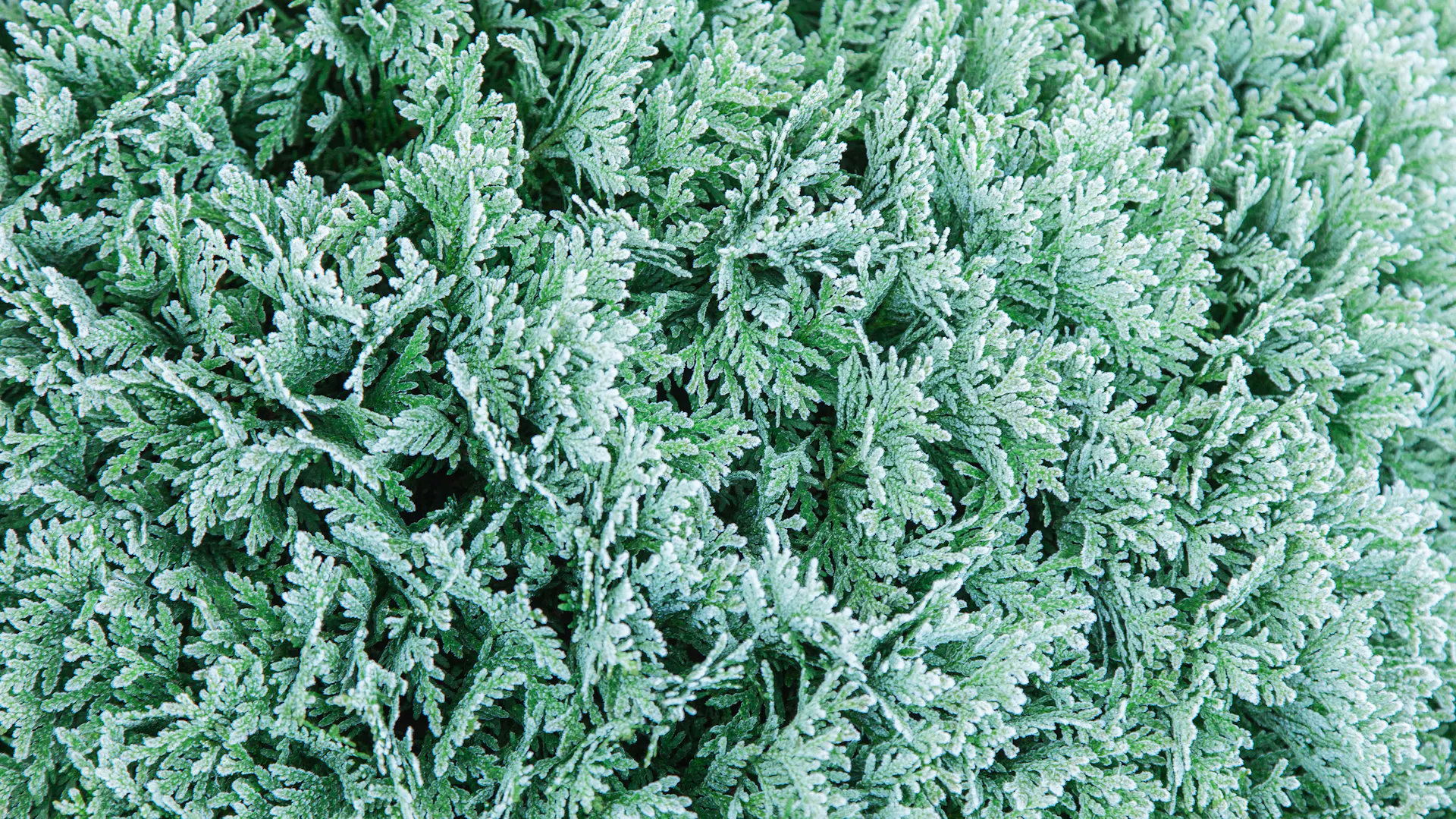 Örökzöld sövény tujából