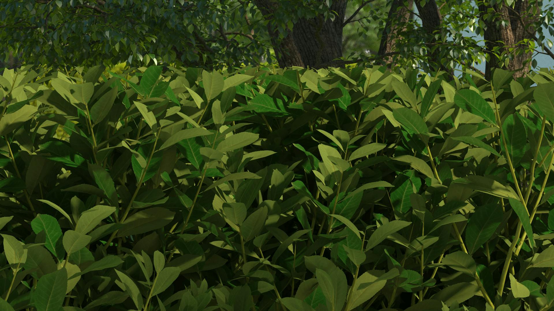 Nahaufnahme einer Kirschlorbeerhecke der Art Angustifolia.