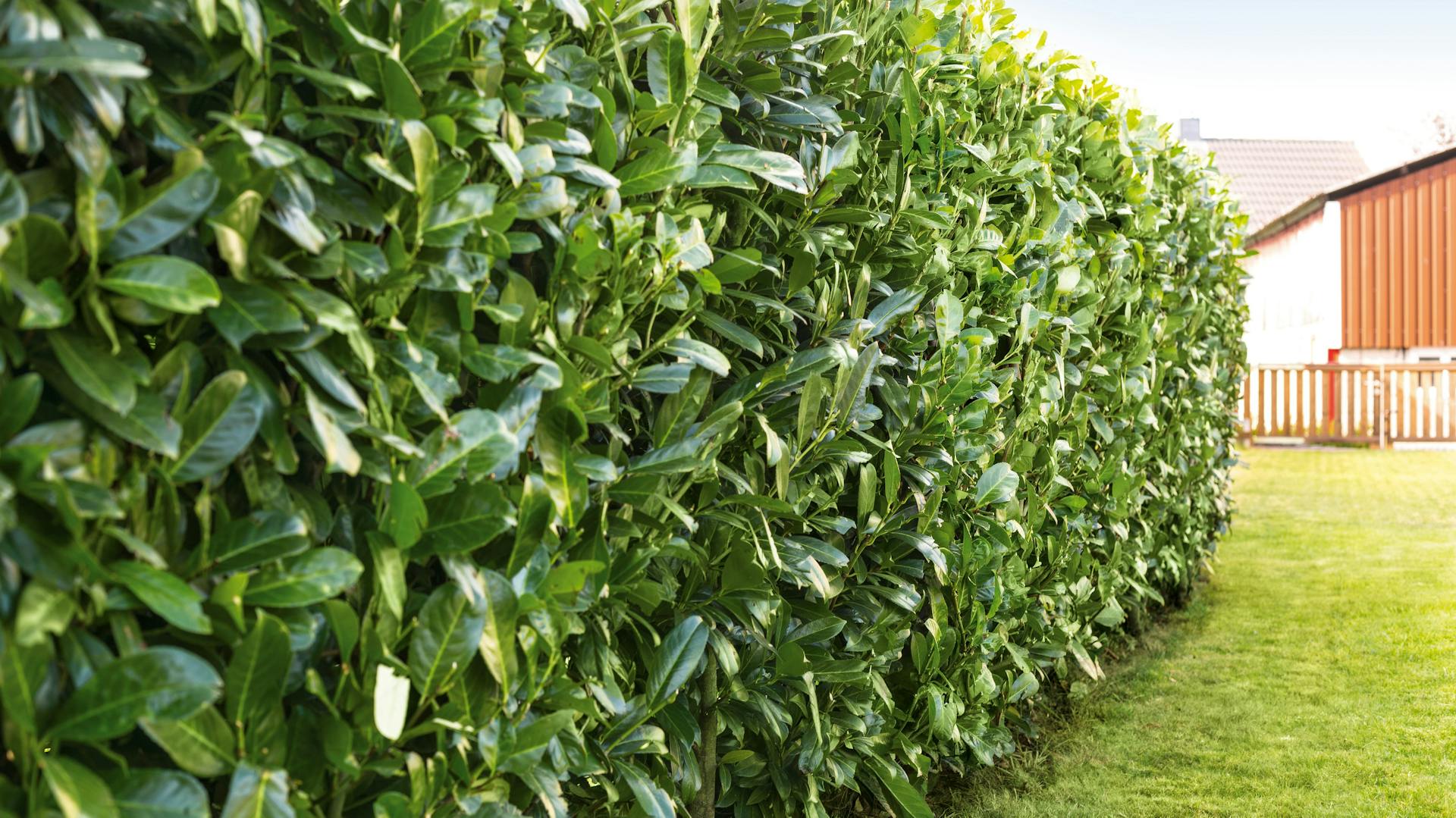 Kirschlorbeerhecke als Sichtschutz