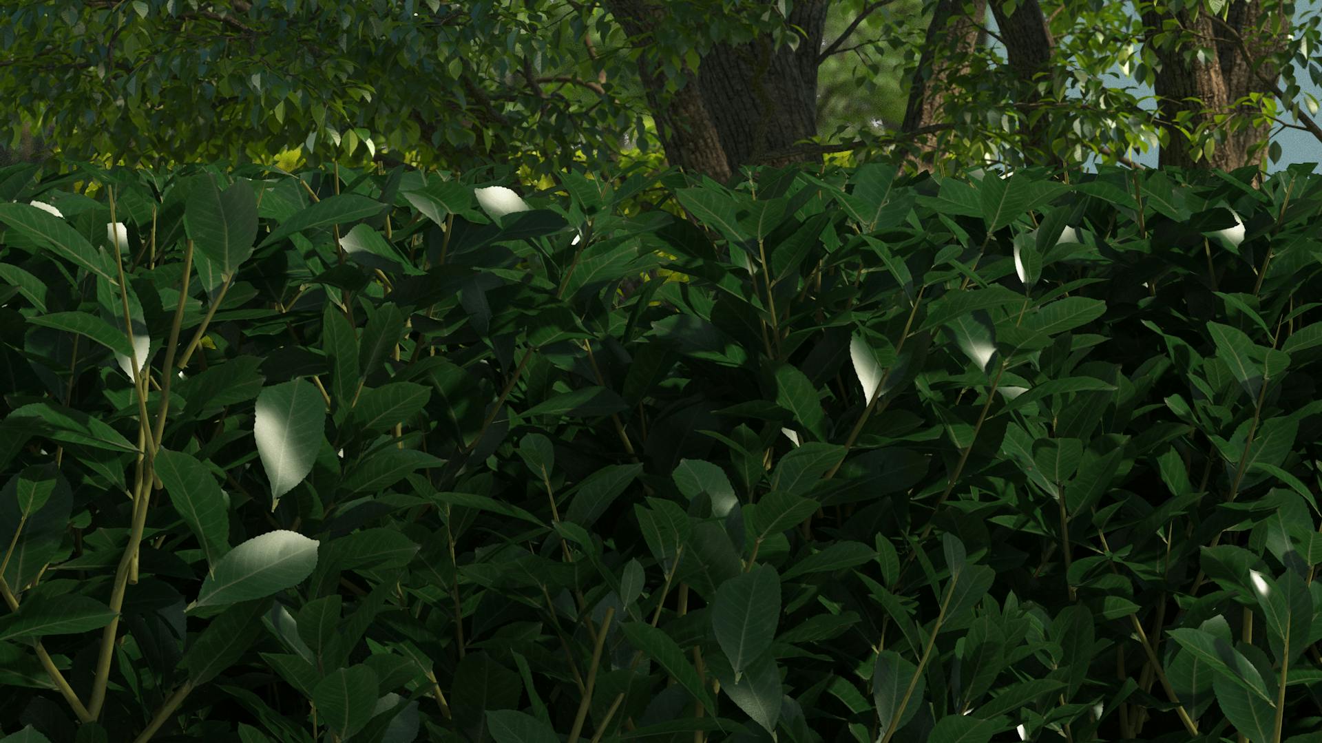 Kirschlorbeer als Sichtschutz im Detail