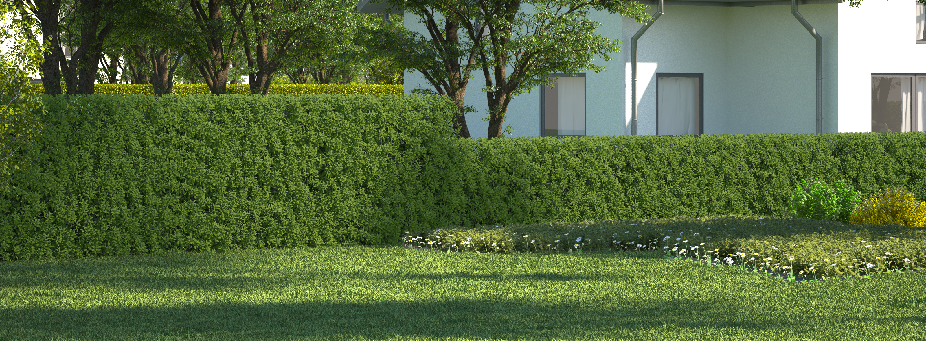 Superficie a prato con siepe di ligustro come fendivista per la protezione della privacy.