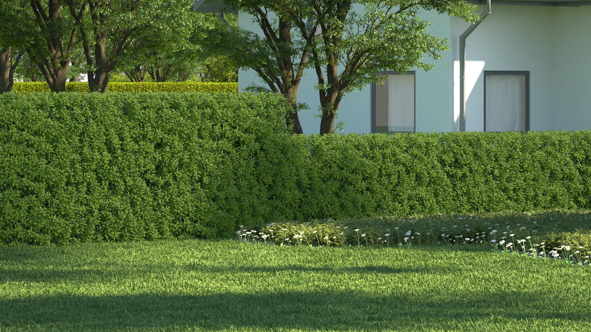 Superficie a prato con siepe di ligustro come fendivista per la protezione della privacy.