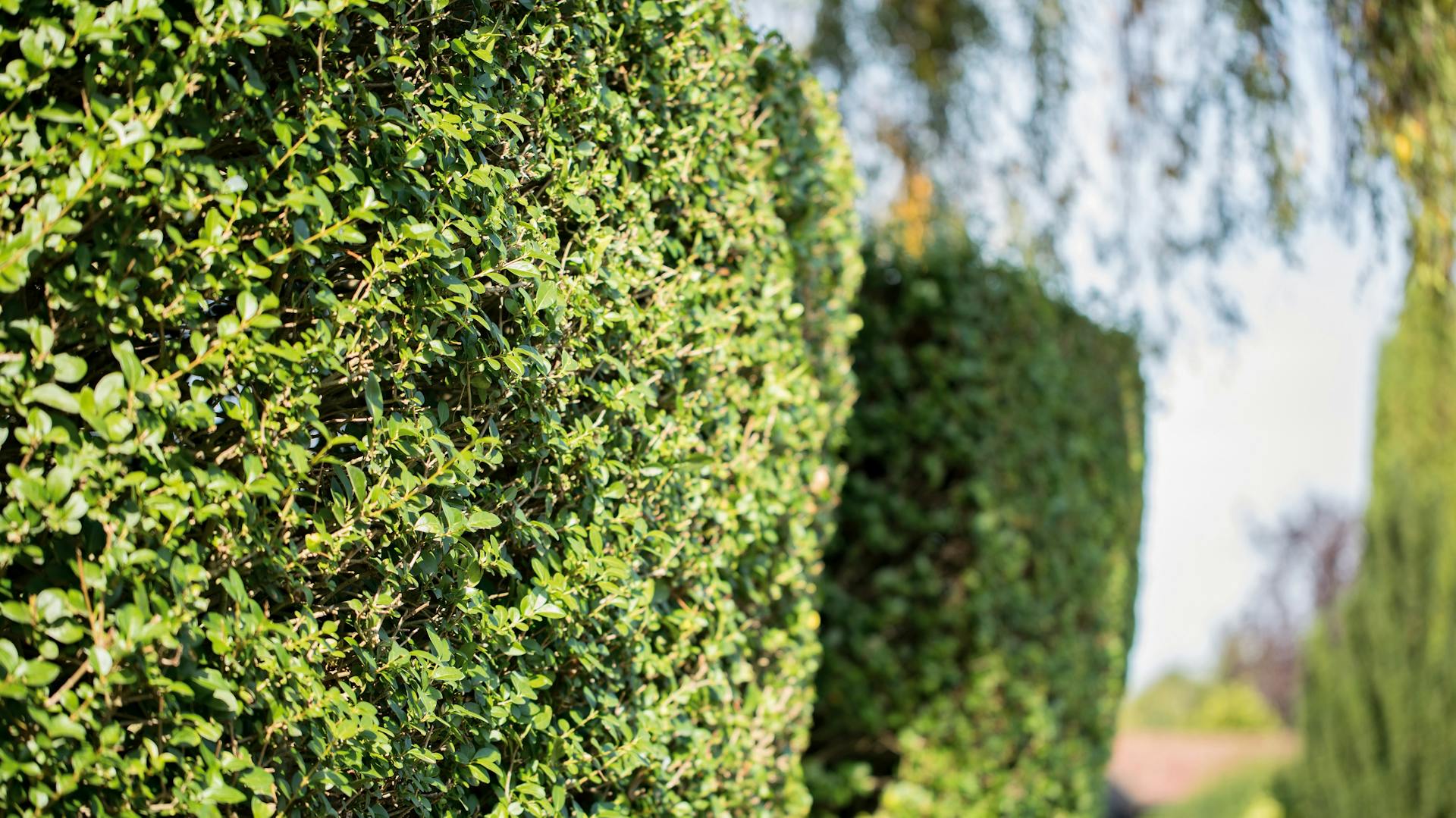 Grüne Ligusterhecke umfriedet Grundstück und bietet Sichtschutz