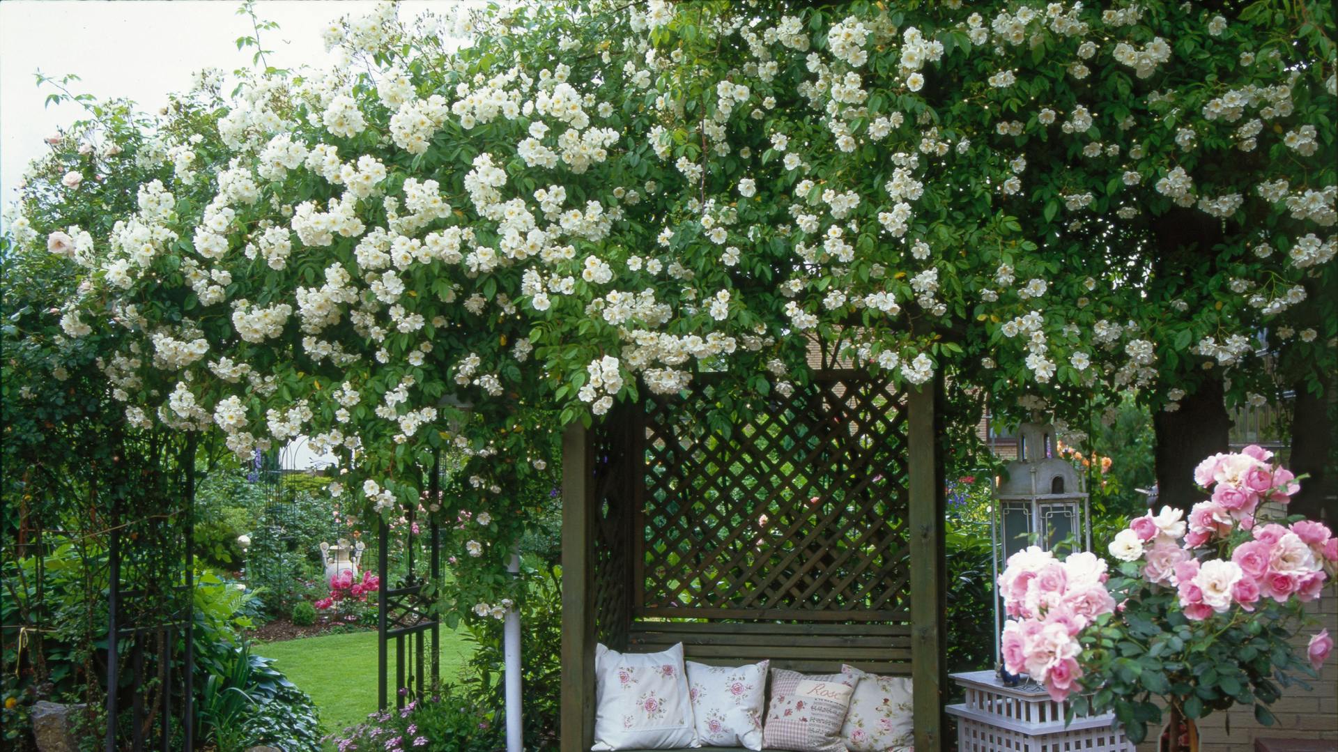 Eine Pergola ist stark bewachsen und mit zahllosen Blüten bestückt.