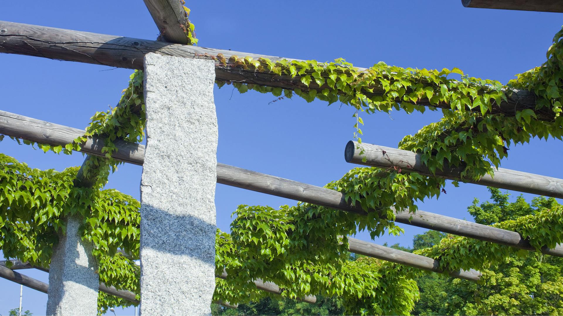 Eine bewachsene Pergola mit Natursteinstützen und Rundhölzern.