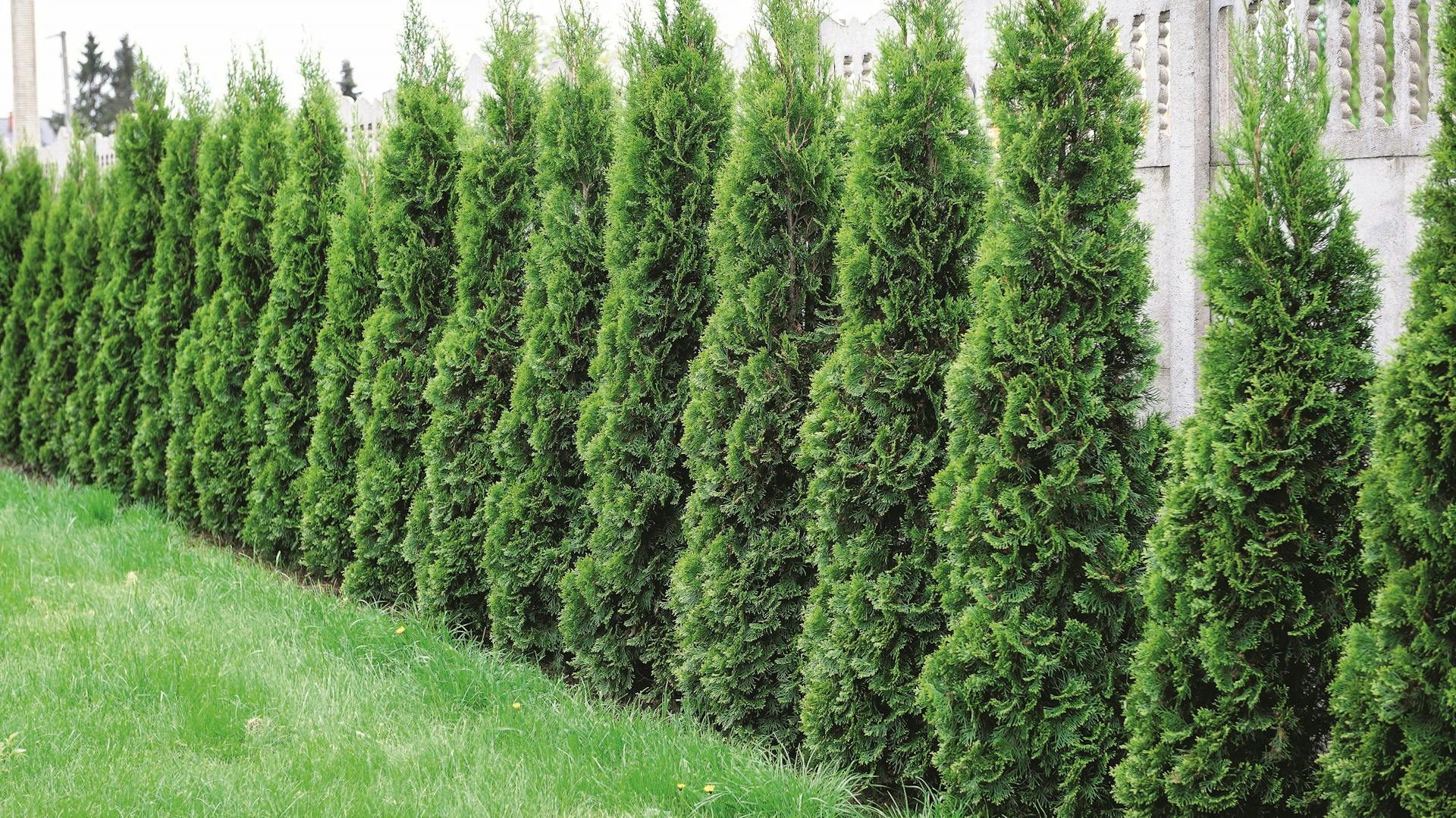 Hecke als Sichtschutz