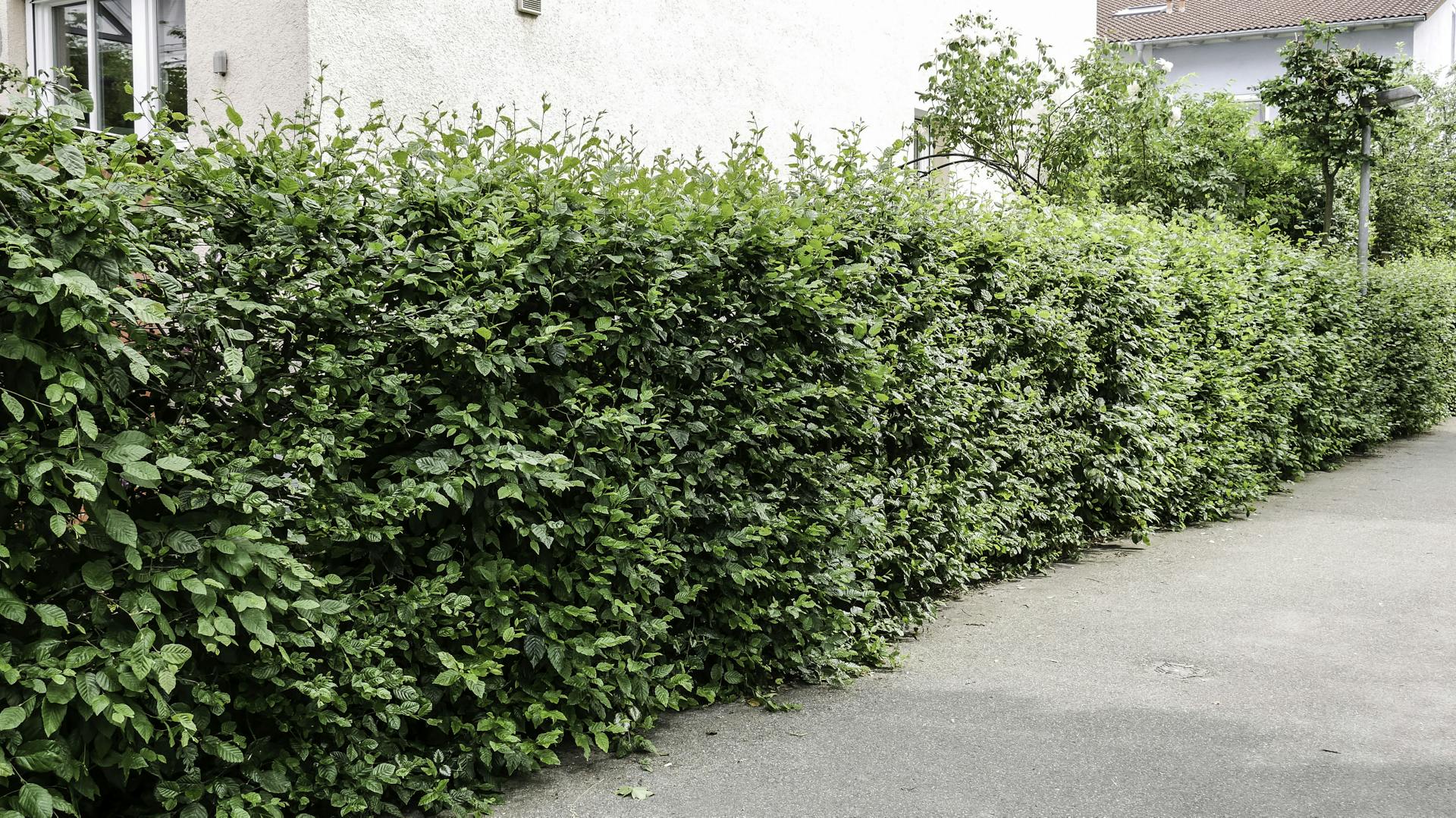 Schnellwachsende Hecke als Grundstücksbegrenzung