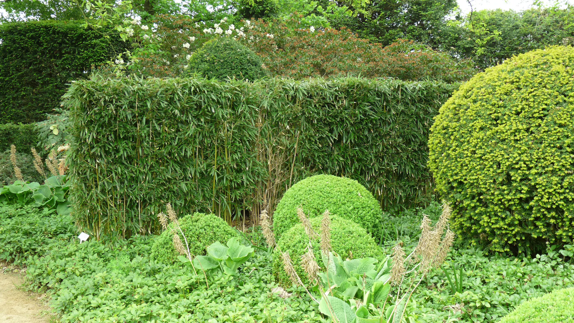Bambusový živý plot a další rostliny na zahradě nebo v parku