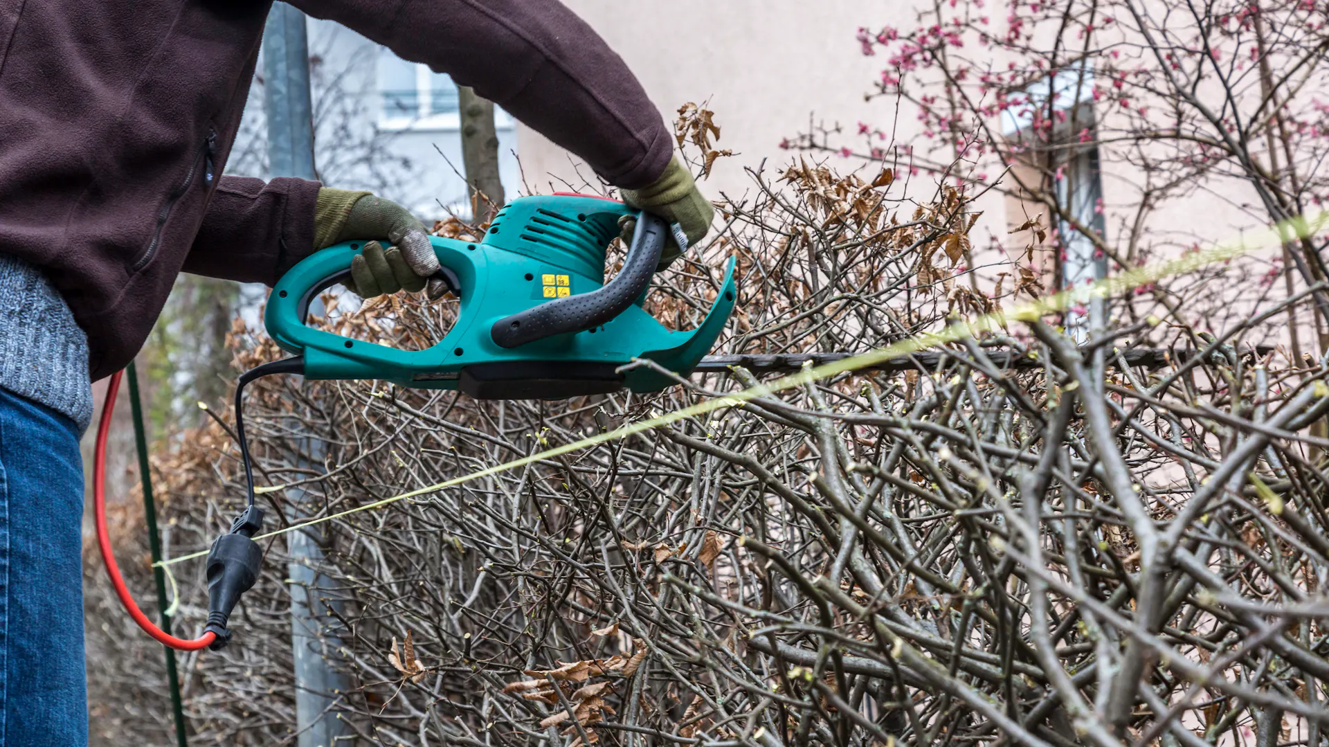 Stříhání živého plotu elektrickými nůžkami na živý plot