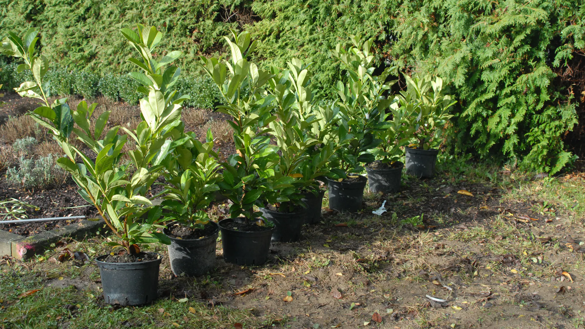 Několik mladých bobkovišní v nádobách před výsadbou