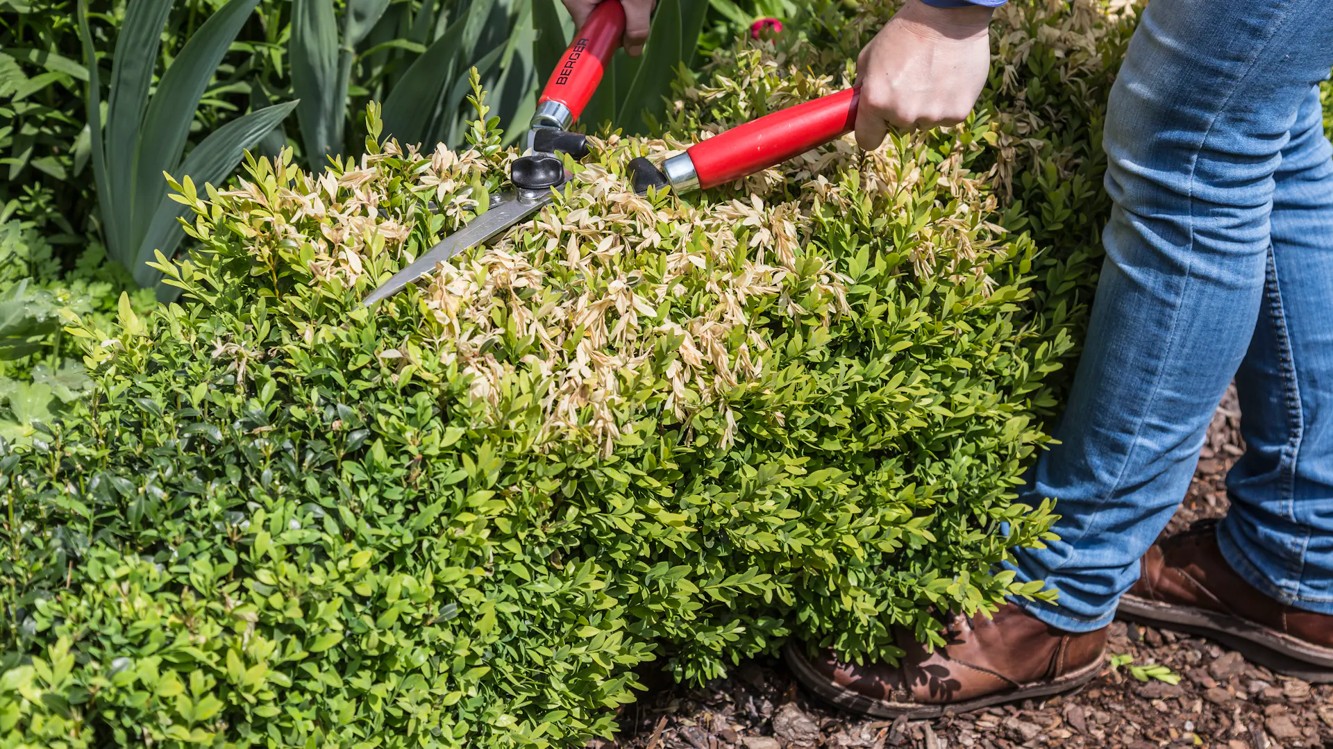 Stříhání živého plotu nůžkami na živý plot