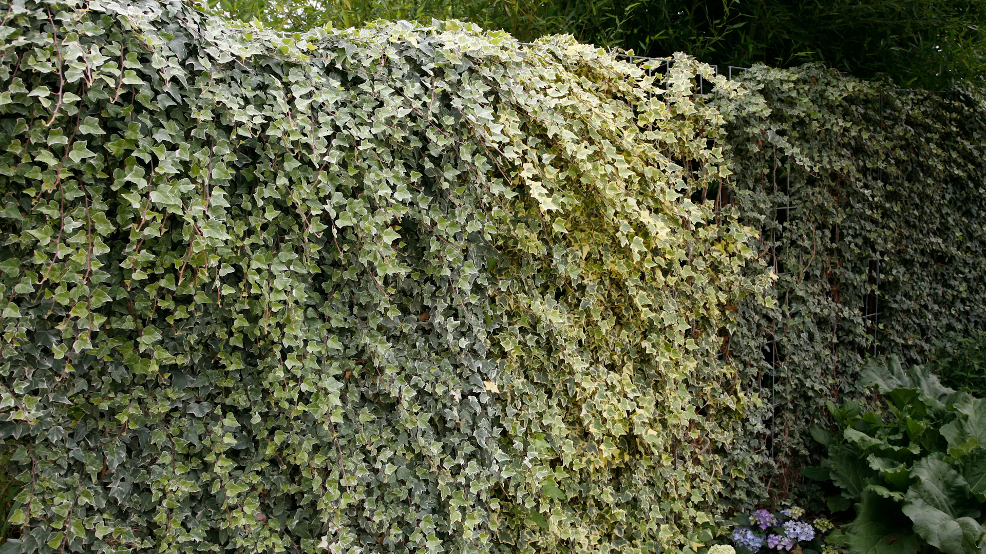 Břečťanový plot na zahradě