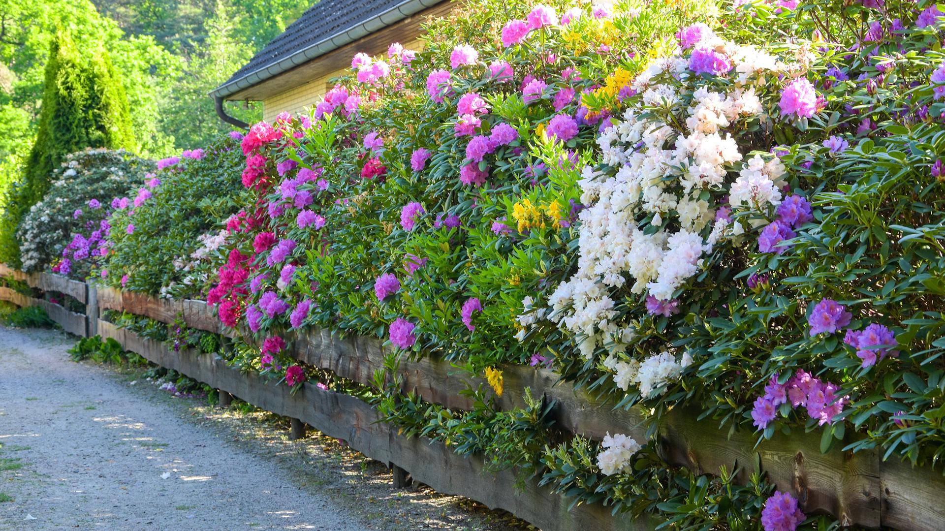 Eine hohe Rhododendren-Hecke als Sichtschutz im Garten