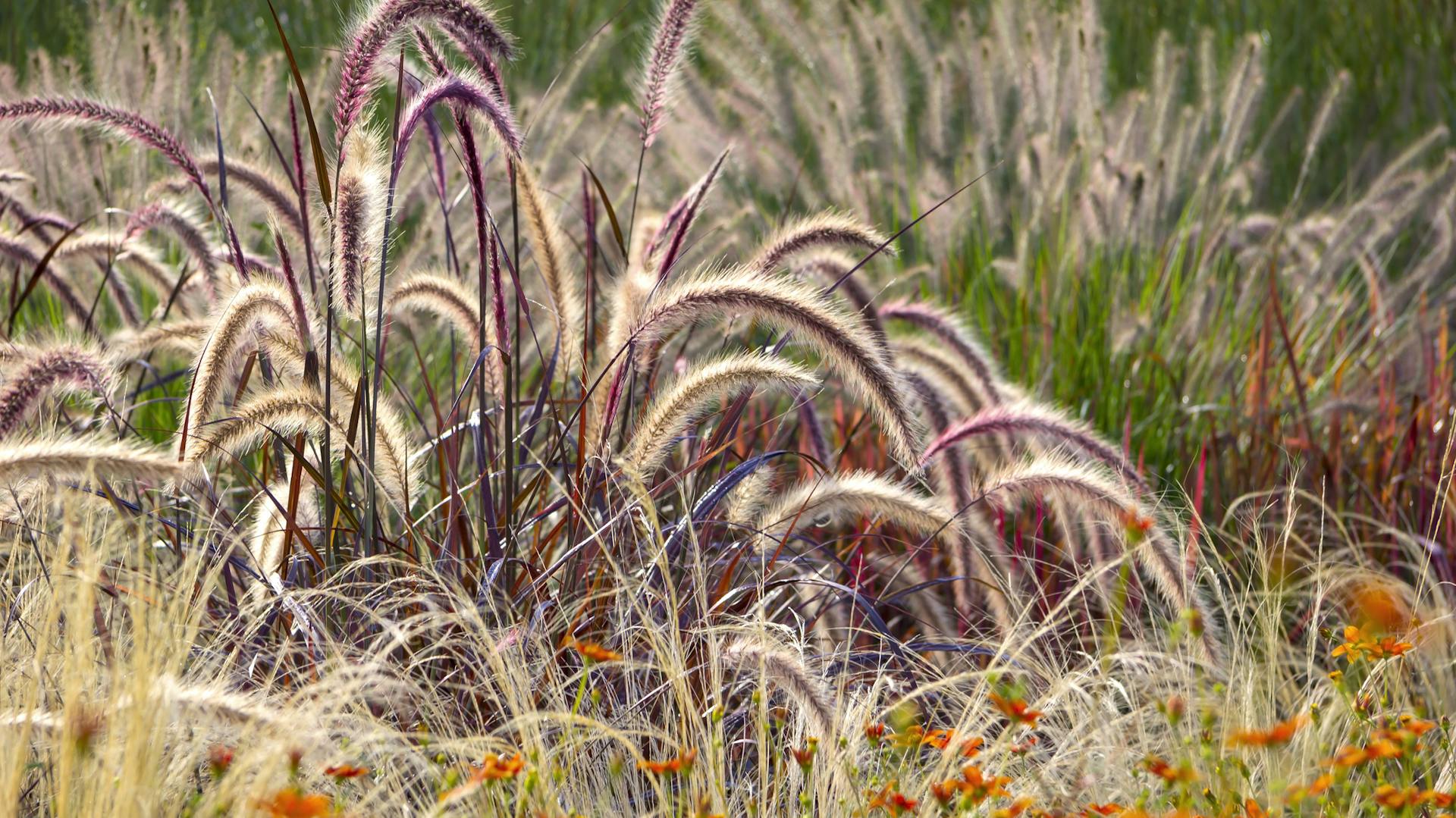 Ziergräser als Sichtschutz